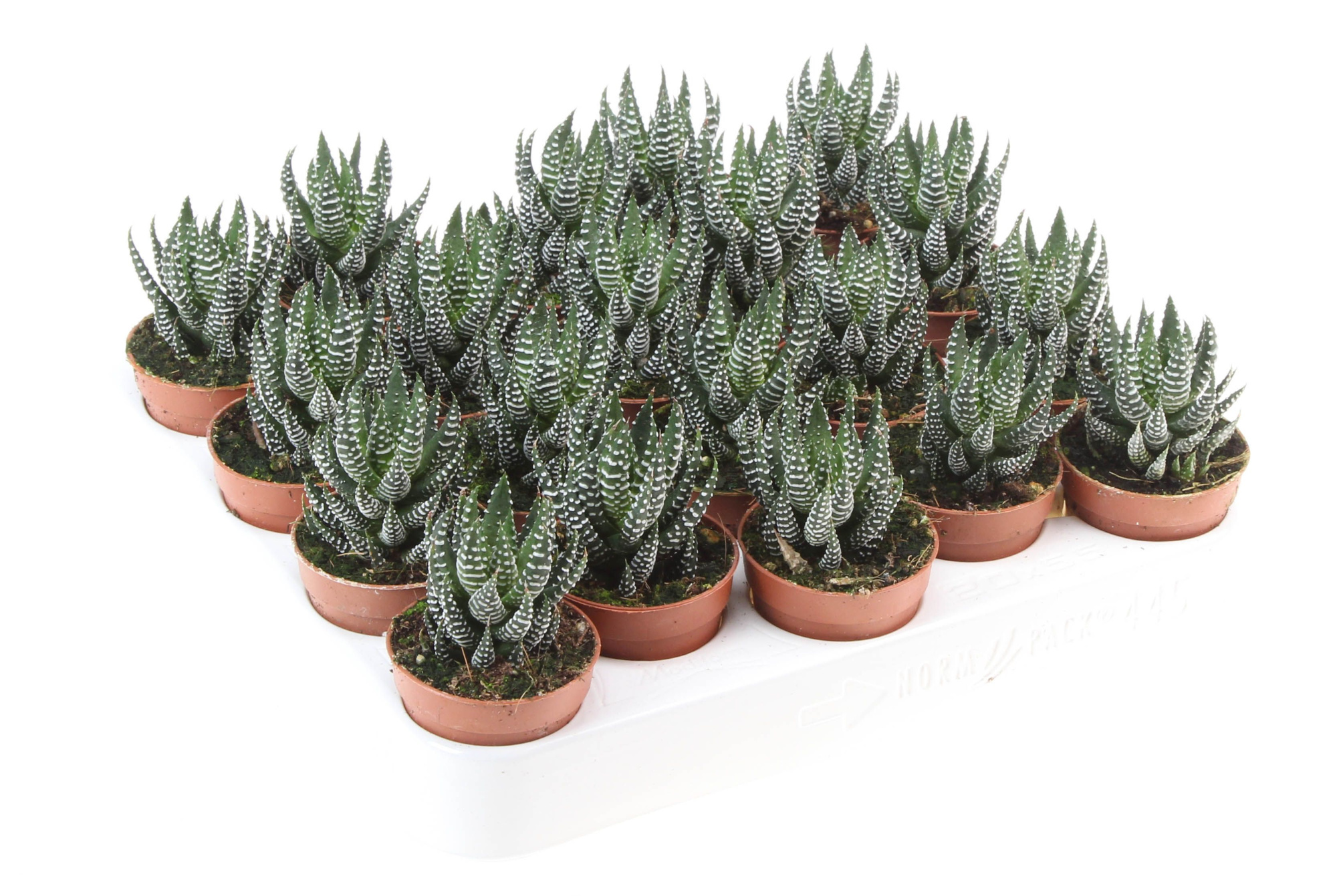 Haworthia Fasciata Ibrida, D 5,5