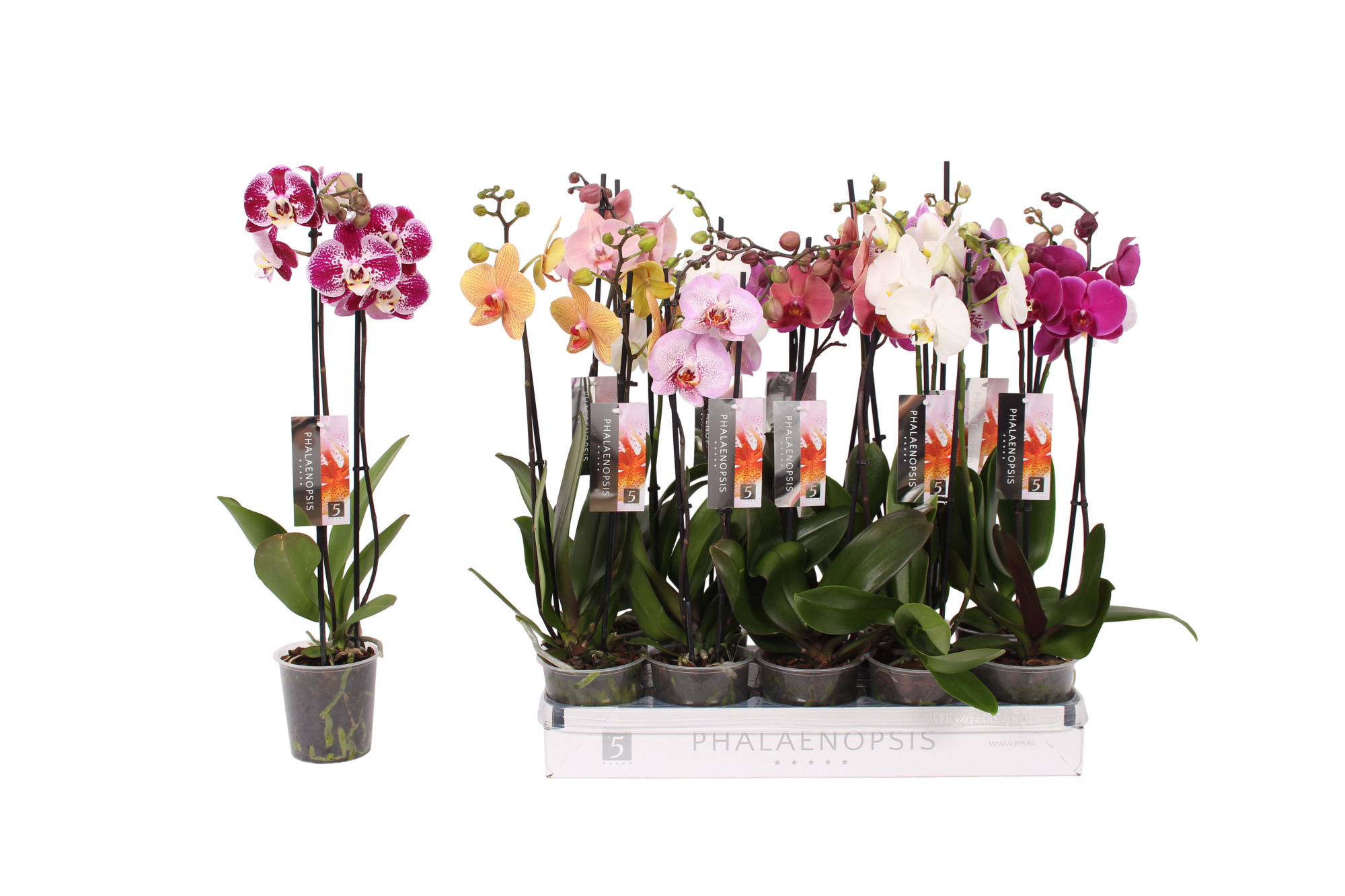 Phalaenopsis 6 color mix, 2-spike 14+, D 12
