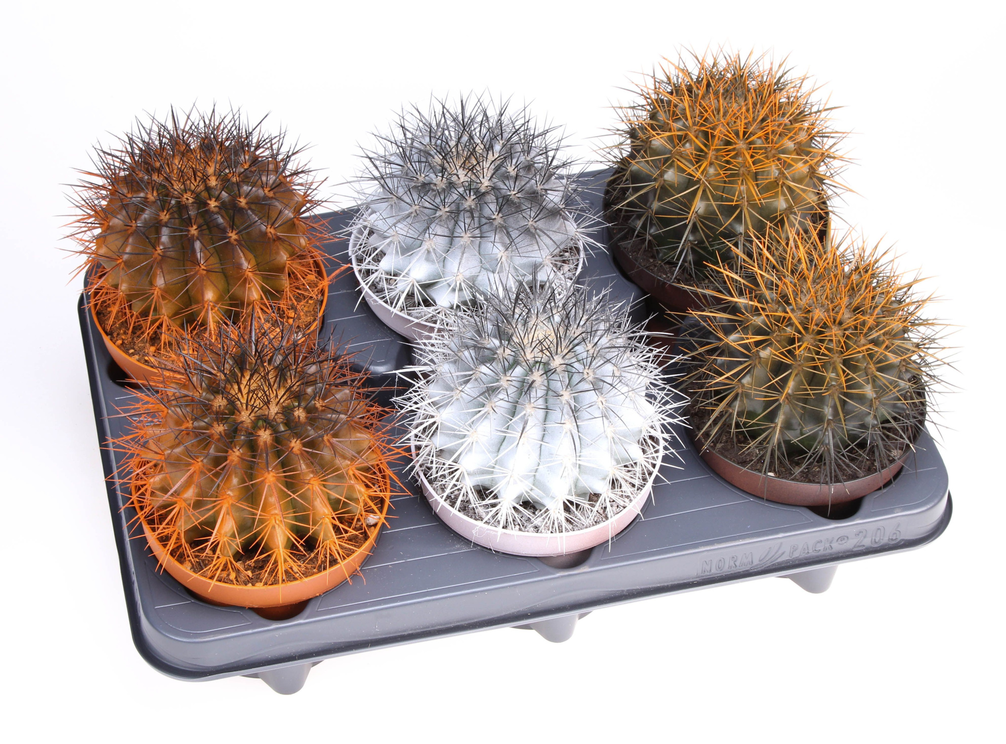 Halloween bicolor grusonii, D 12