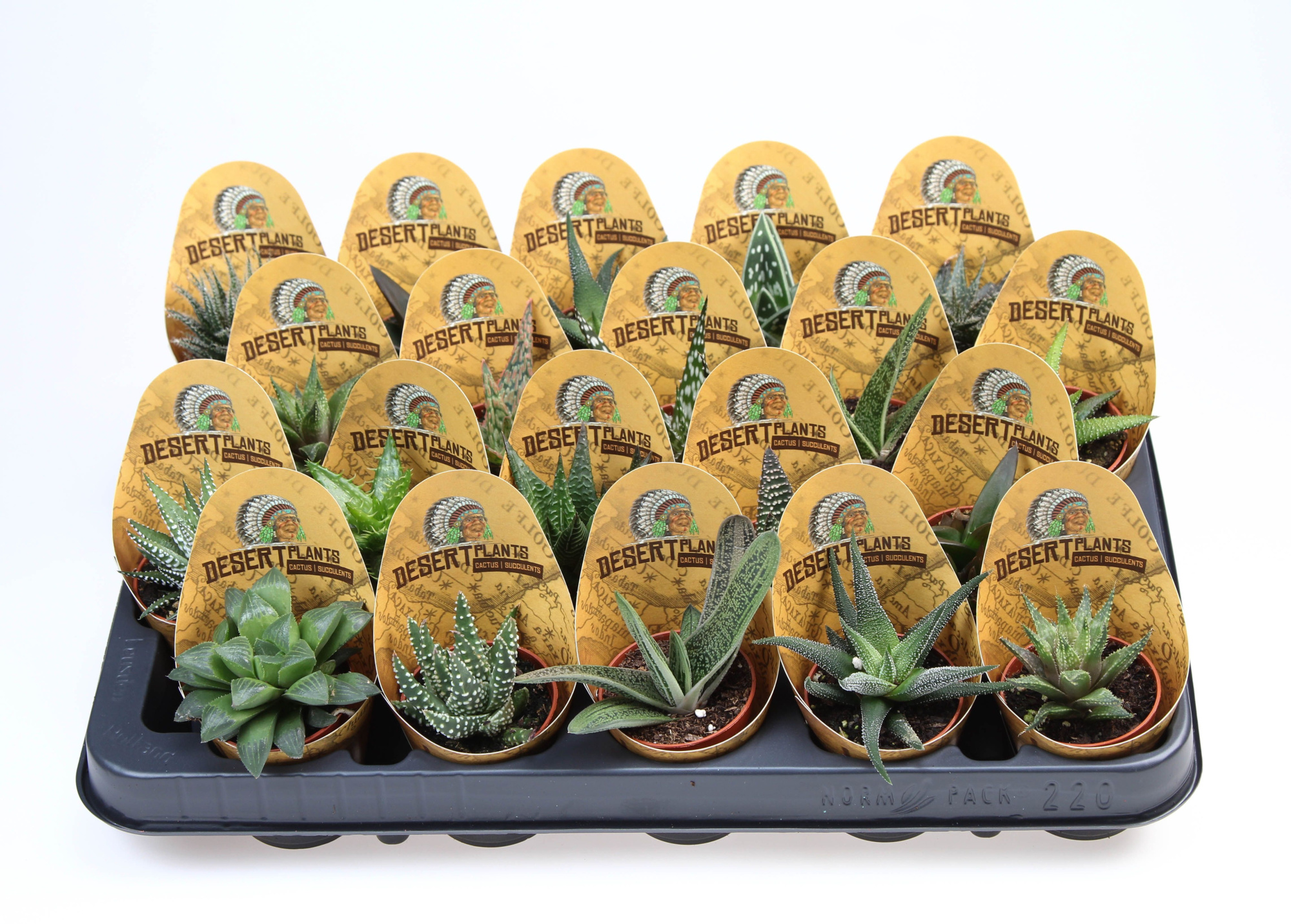 Potcover desert plants aloe mix, D 5,5