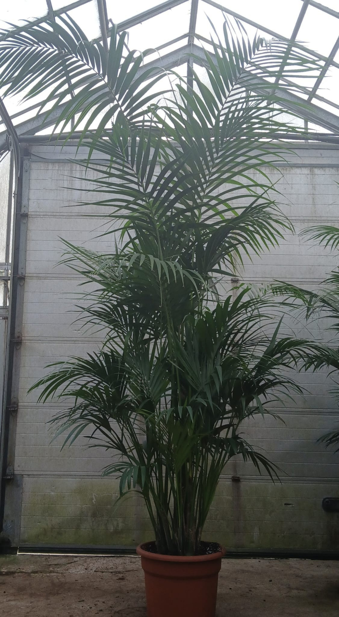 howea forsteriana, D 45