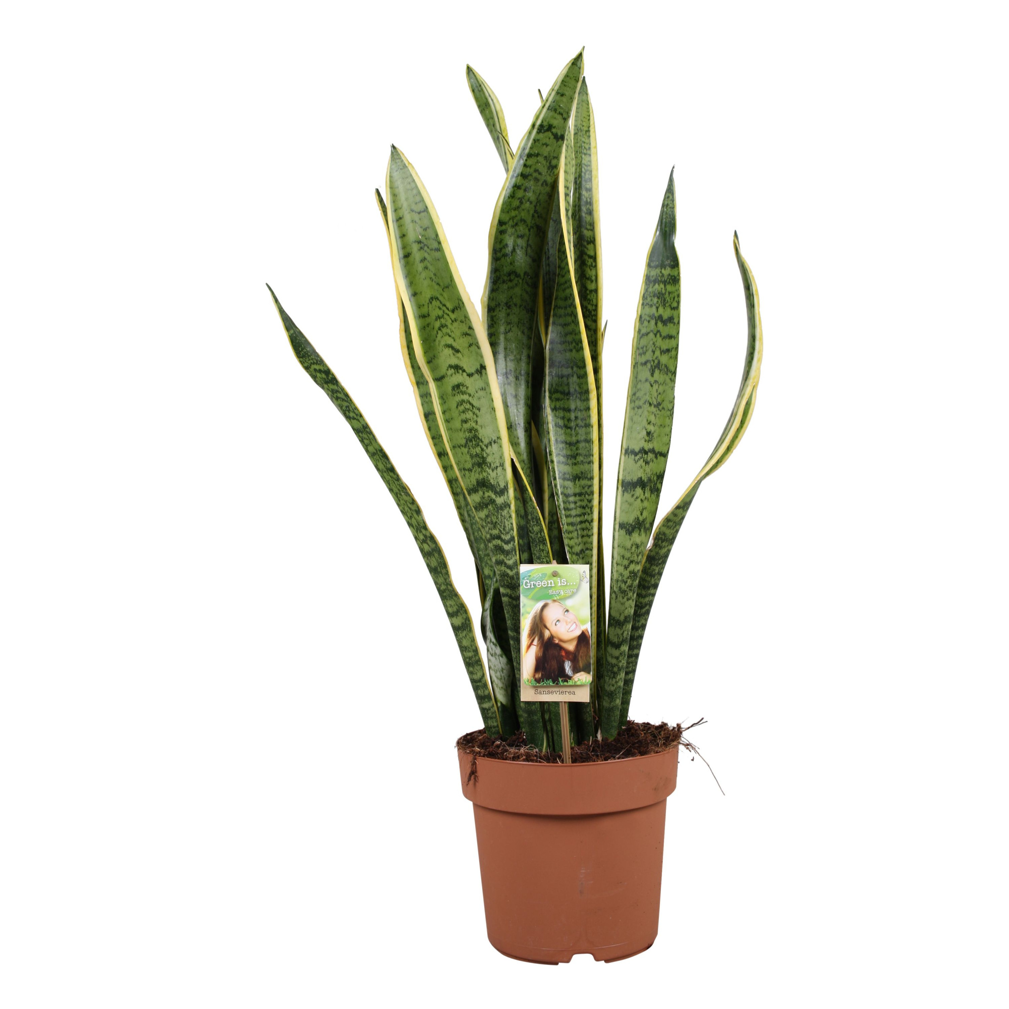 Sansevieria Laurentii, D 21