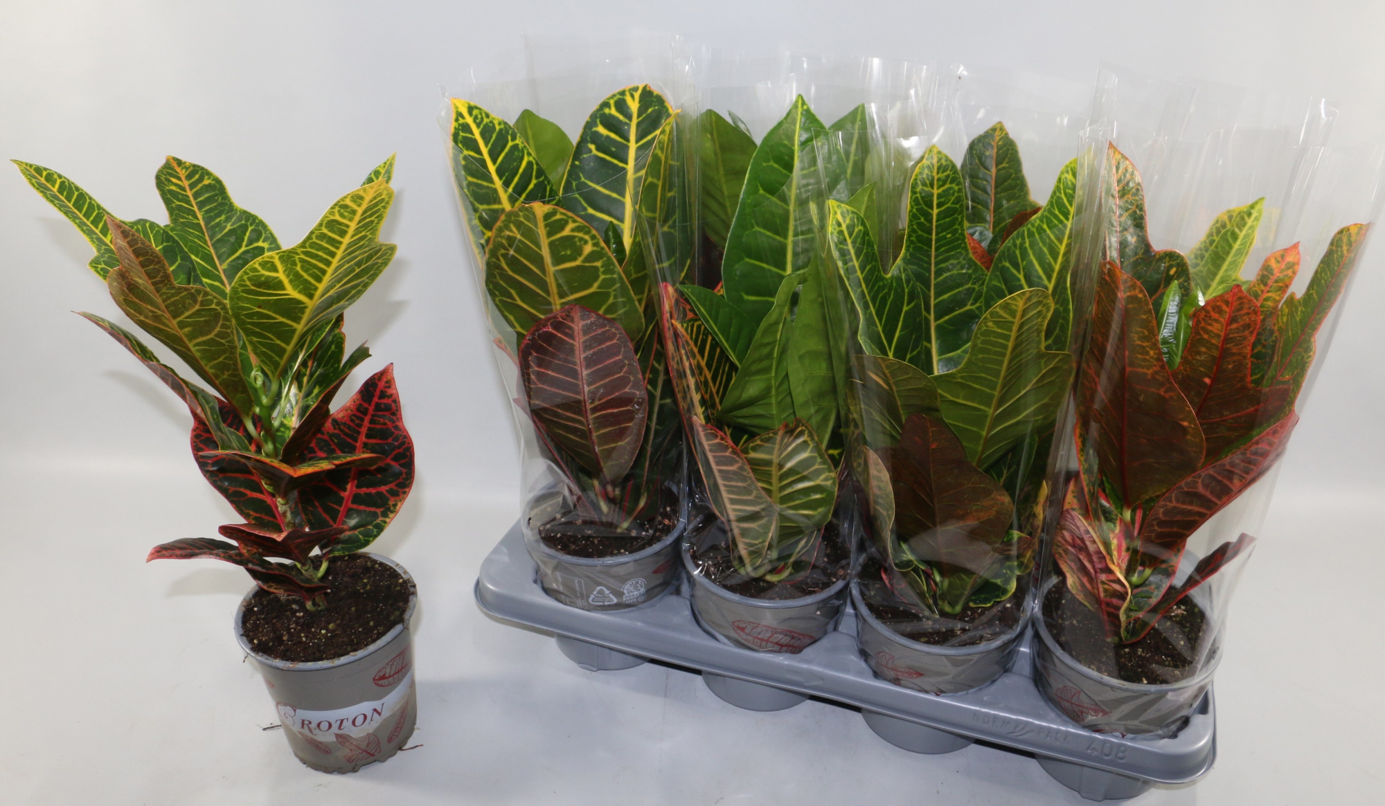 Croton 2 soorten mix Excellent en Petra "Sunshiners®", D 13