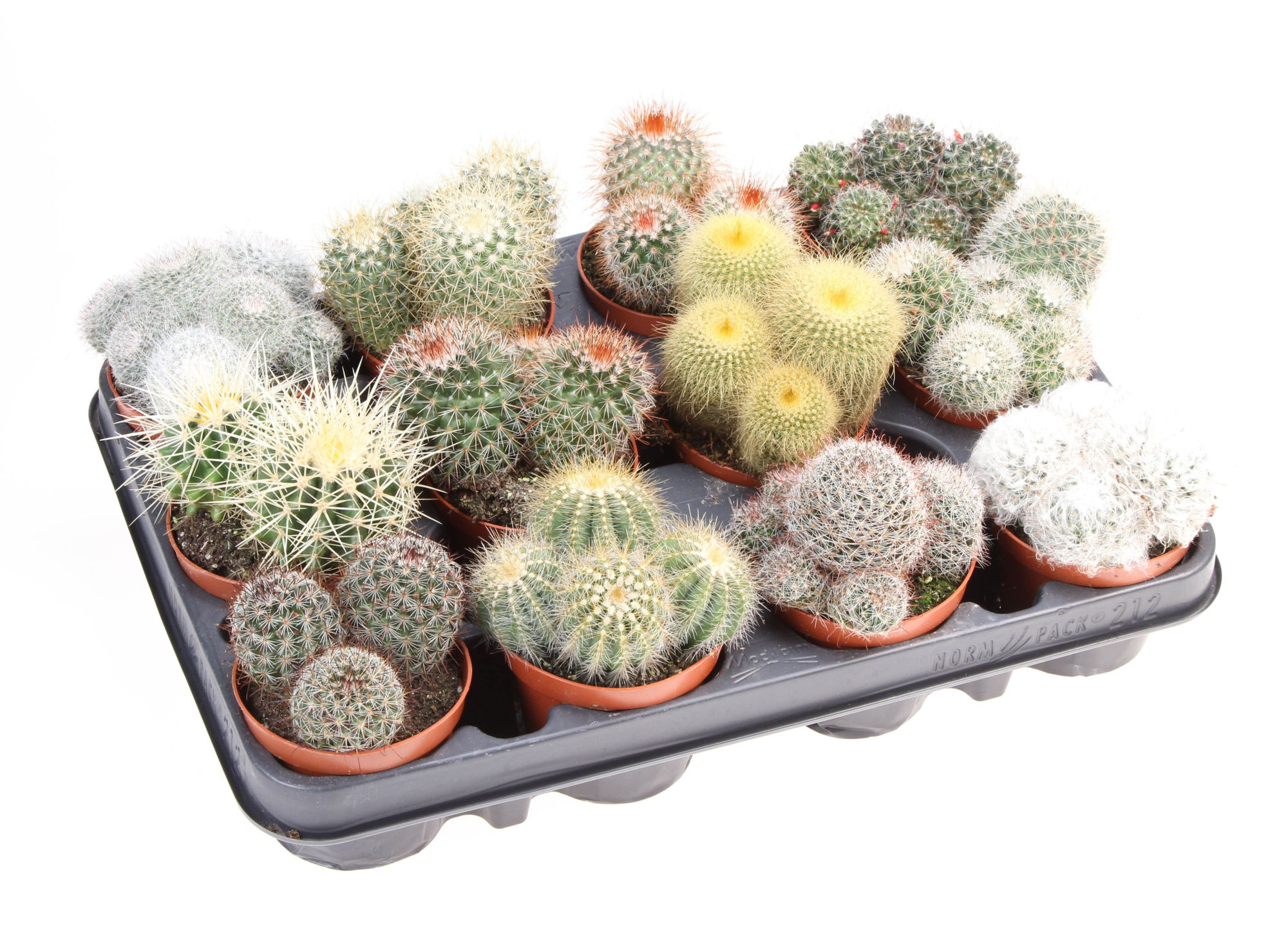 Cactus bol mix, D 8,5