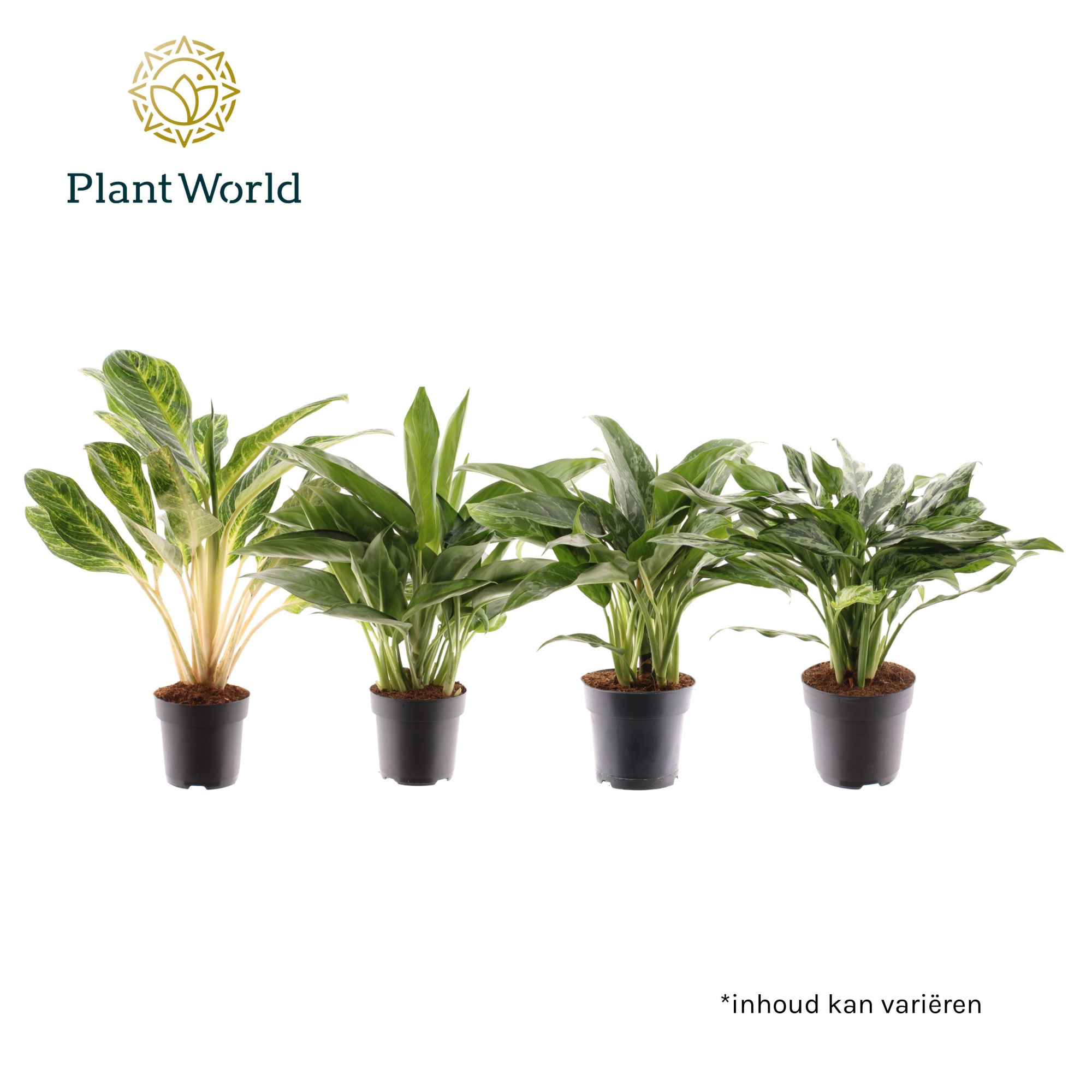 Aglaonema gemengd, D 17