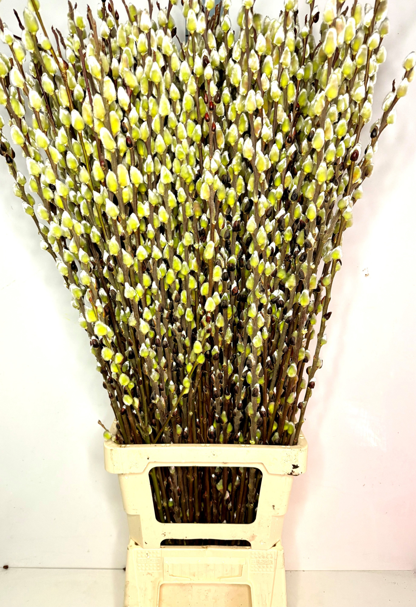 Саликс Вилгенкатьес 100, шт.