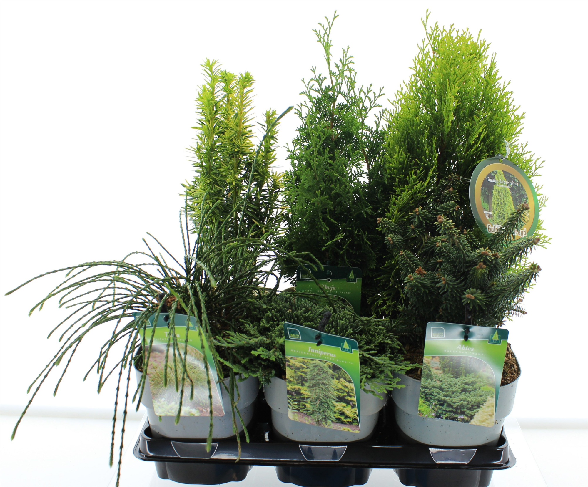 Coniferen mix exclusieve soorten., D 17