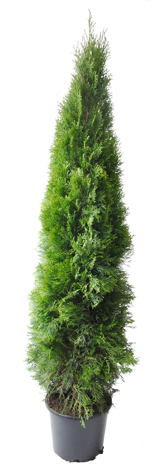 Thuja occ. Smaragd, plantmaat 160-180 cm - Rondgestoken -, D 32