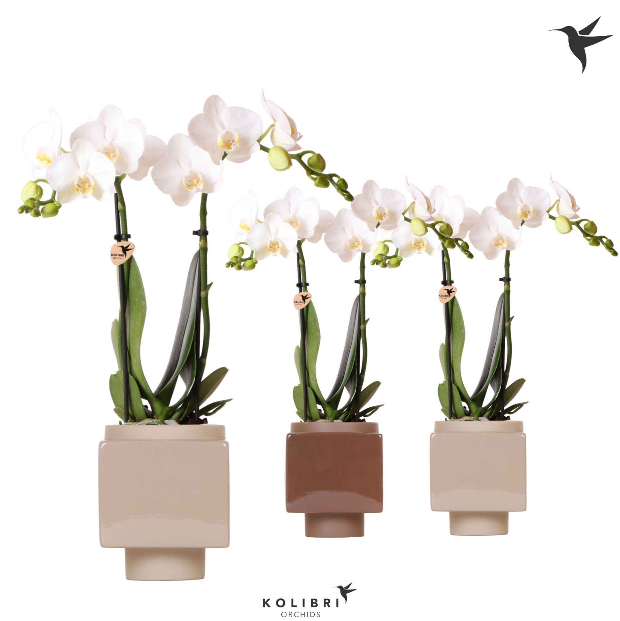 Kolibri Orchids Phalaenopsis white 2 spike in Cube pot brown, D 9