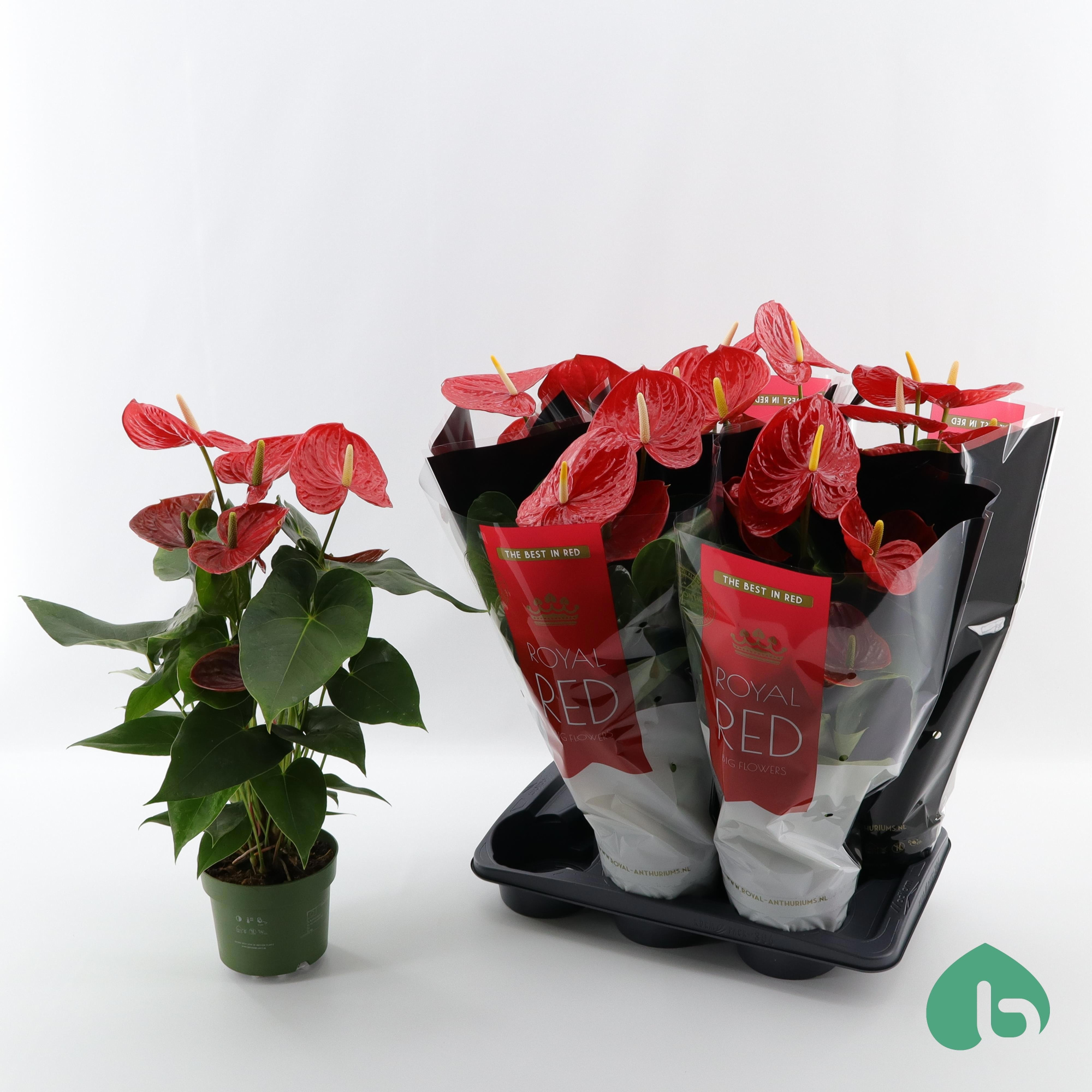 Anthurium Royal Red ''Big Flowers'' Oklahoma, D 17