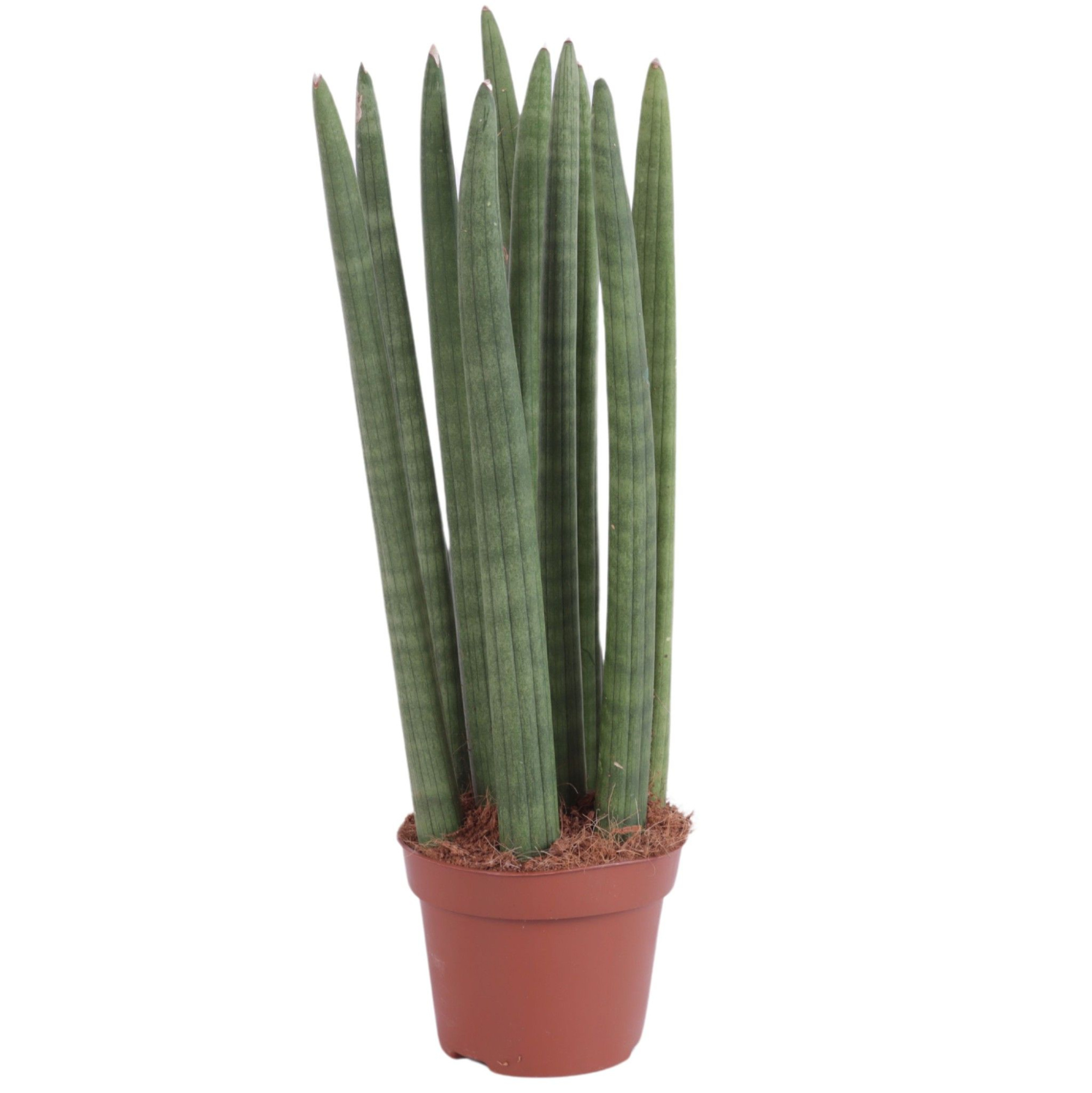 Sansevieria Cylindrica Straight 10 Leaf Ø12cm, D 12