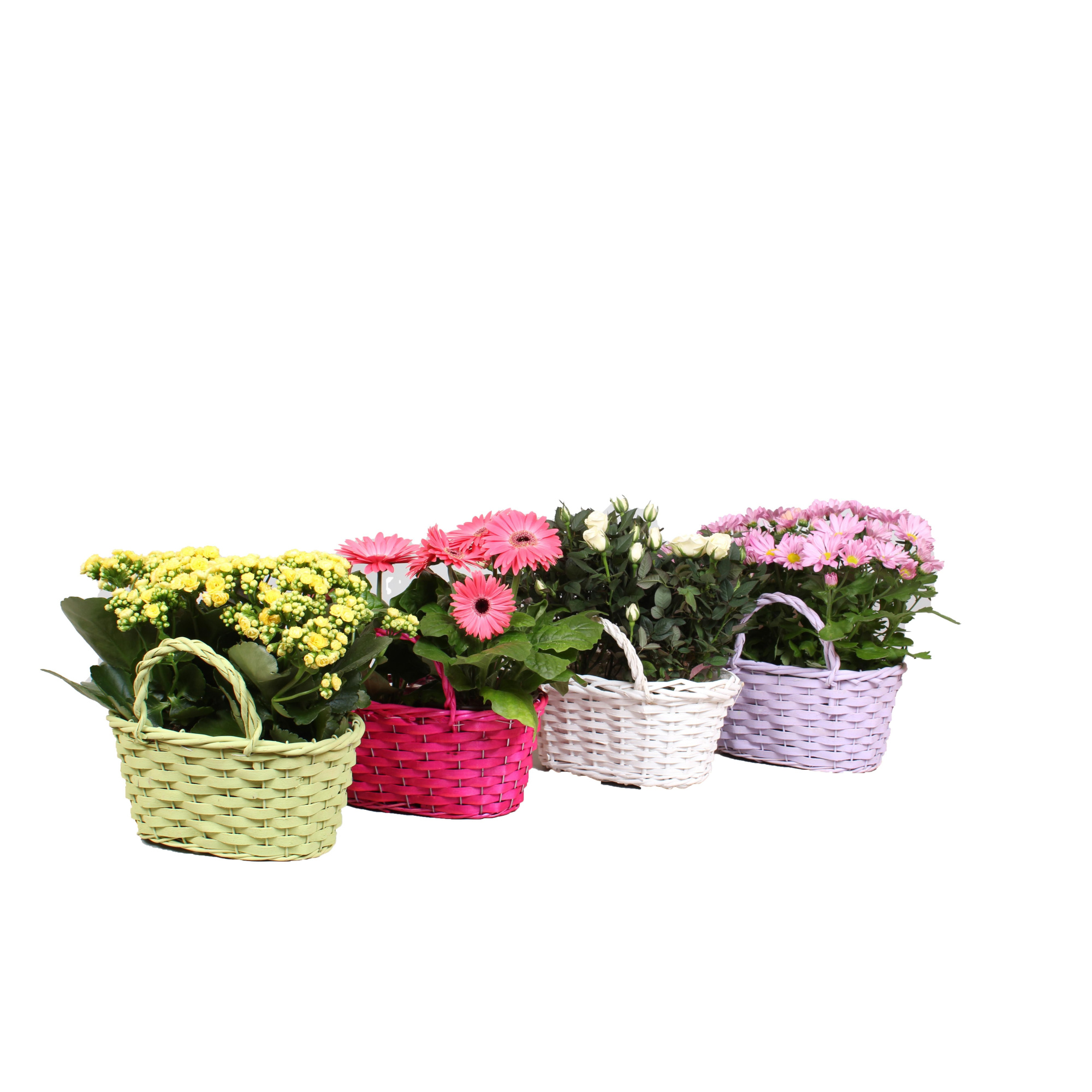 Bloeimix in Duomand, D 24