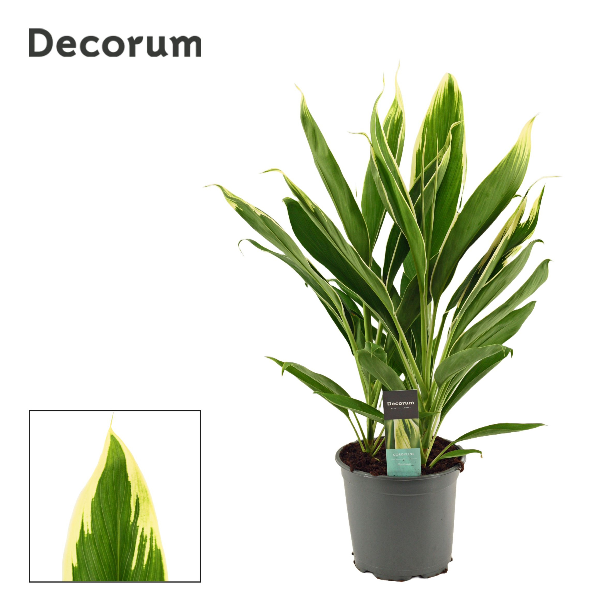 Cordyline New Conga Toef 19 cm (Decorum), D 19
