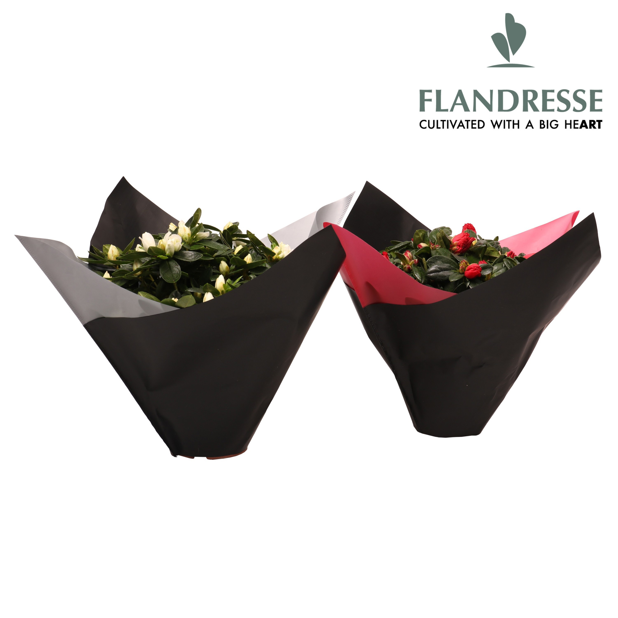 Azalea Flandresse® Kerst Flexx Christmas edition M, D 12