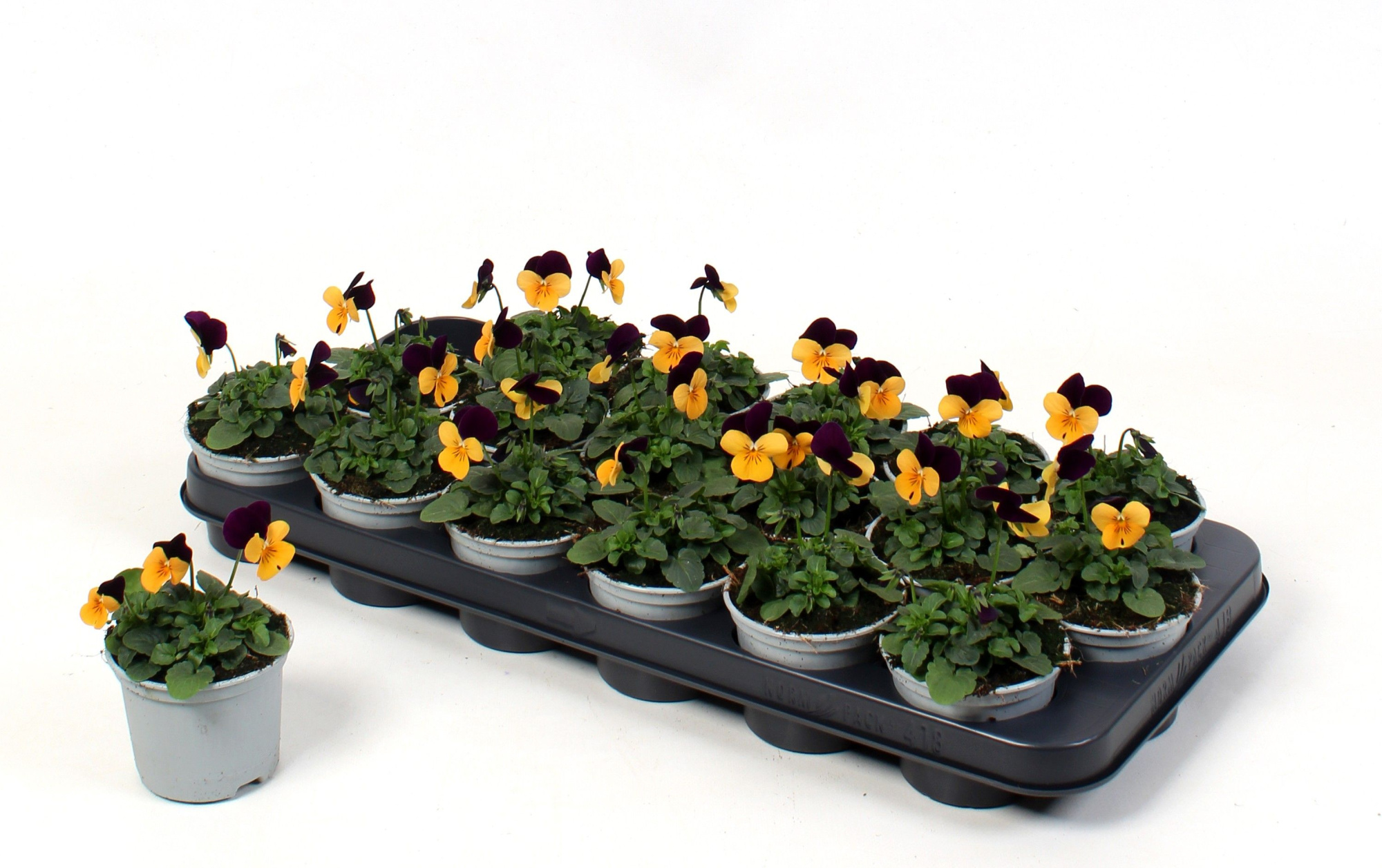 Viola Cornuta Orange Jump Up (viool), D 9