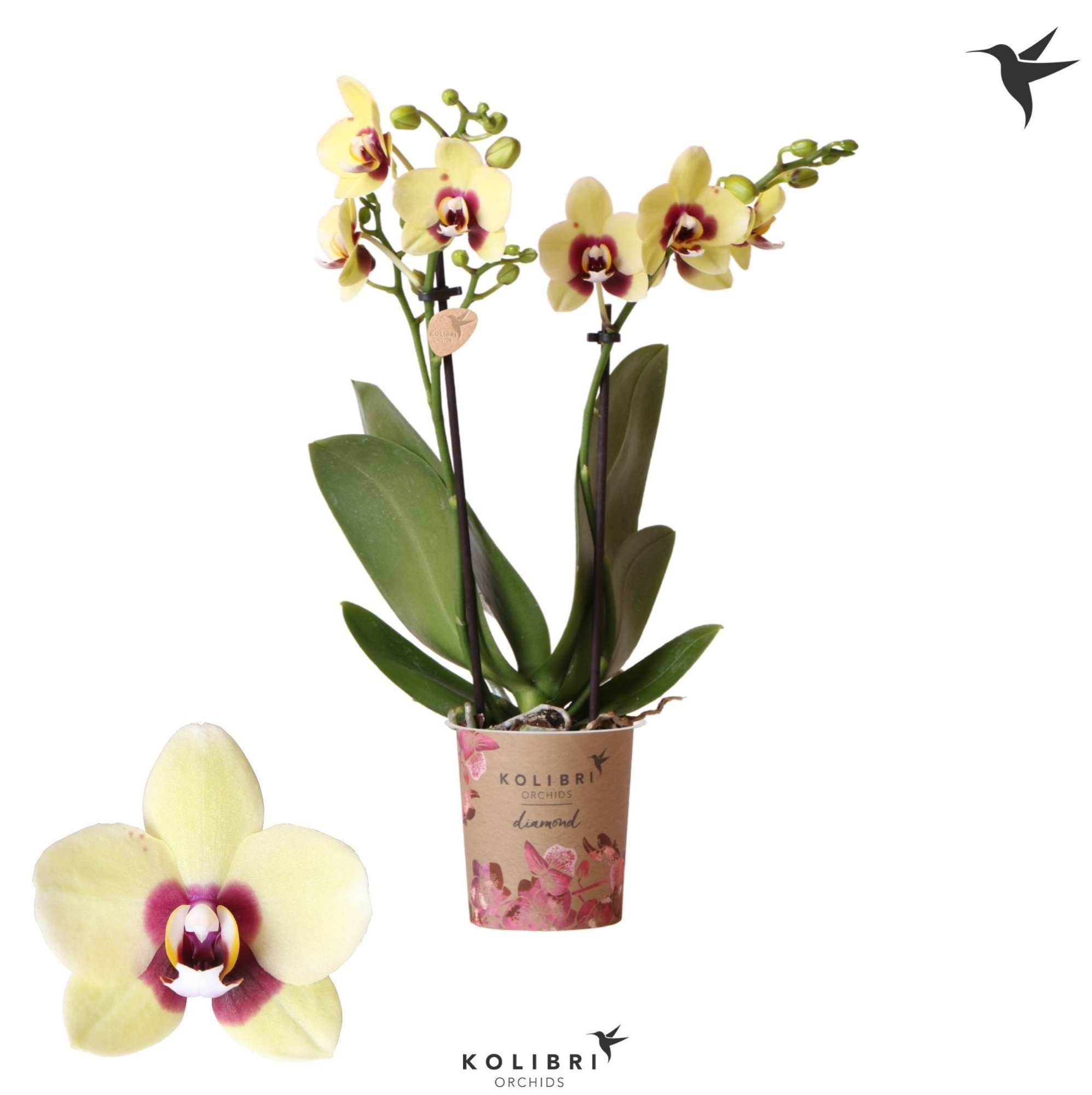 Kolibri Orchids Phalaenopsis Diamond Uruguay 2 spike, D 9