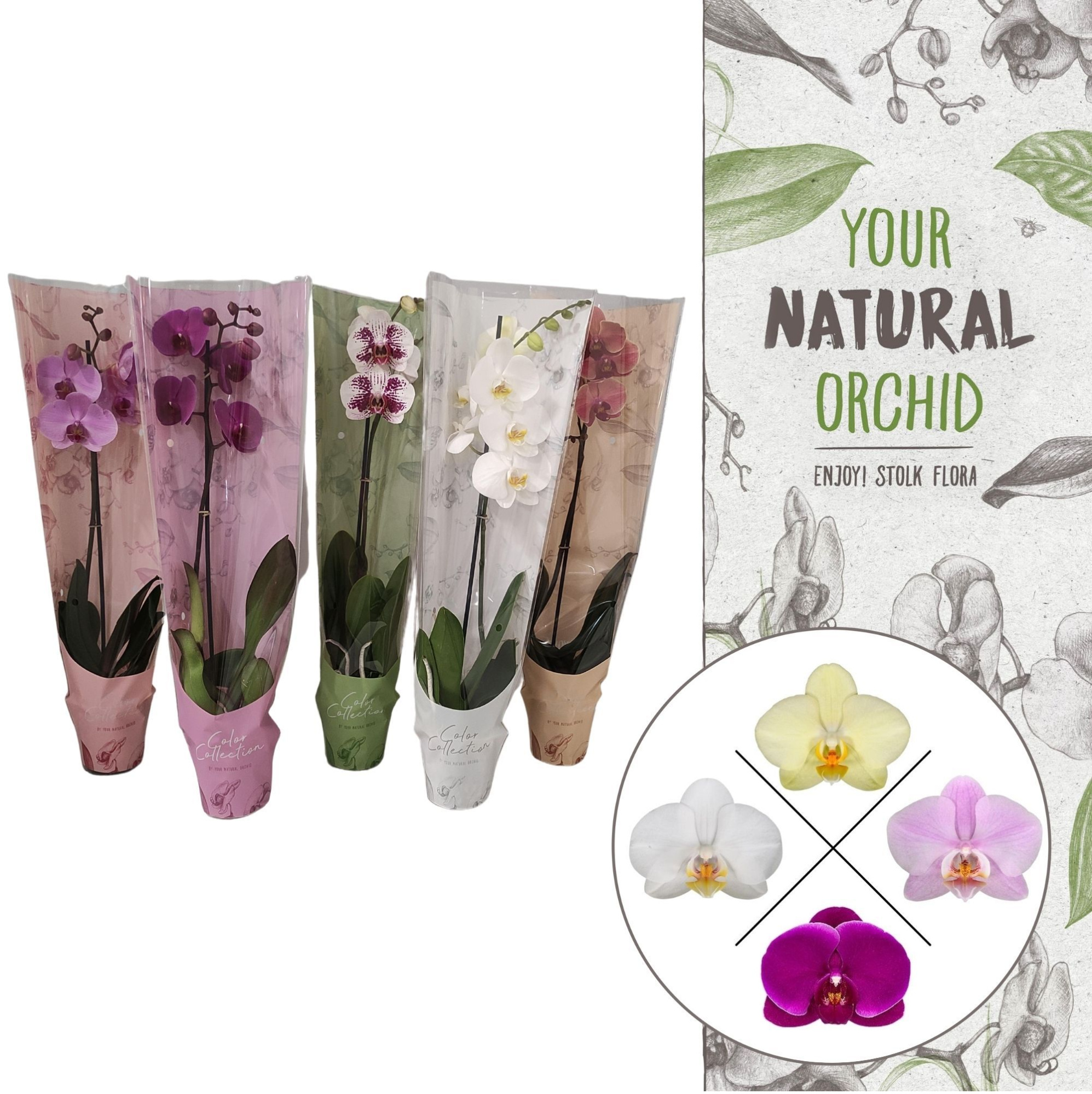 Color Collection | Ton Sur Ton Mix | Phalaenopsis 1 spike, D 12