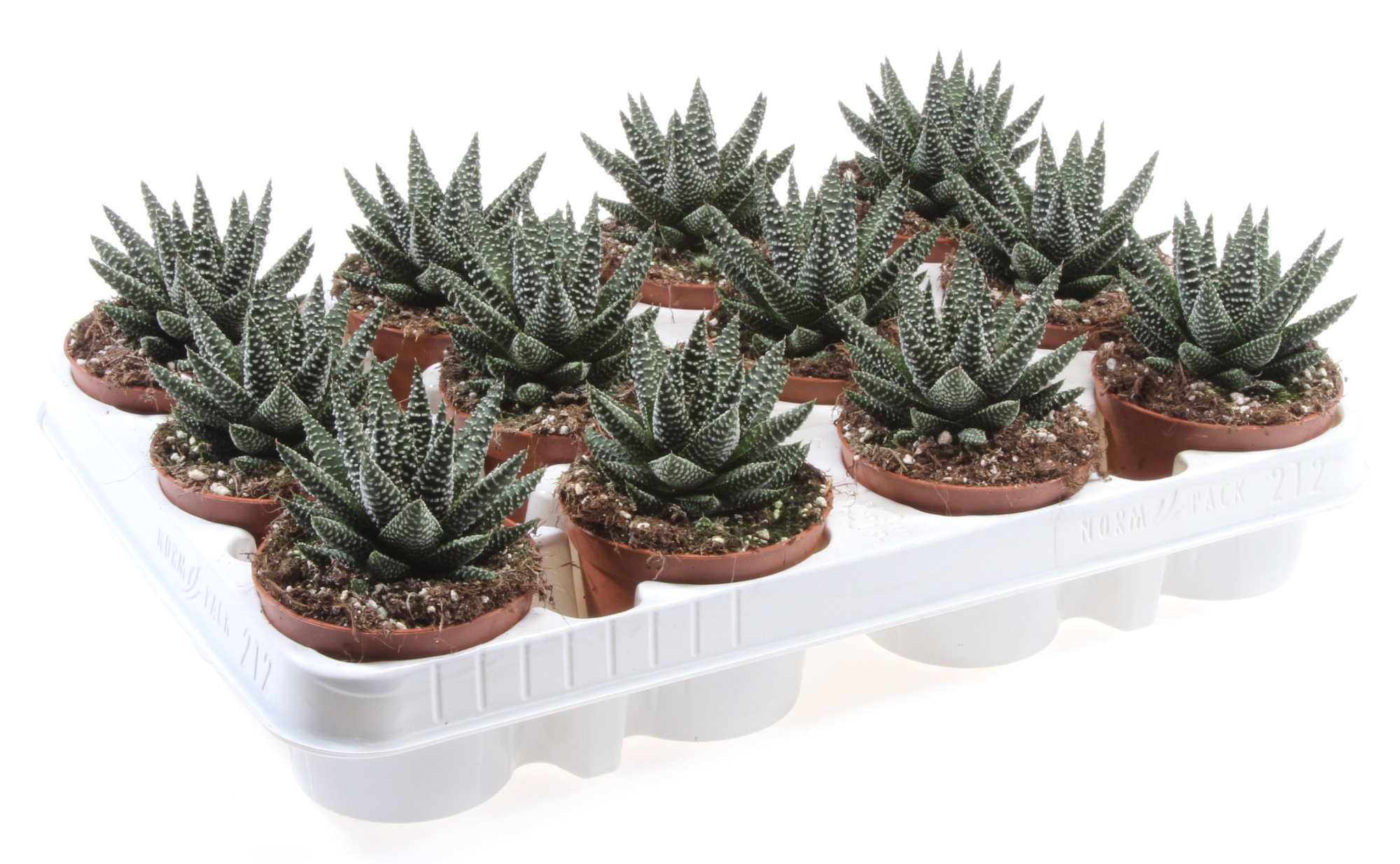 Haworthia royal albert, D 8,5