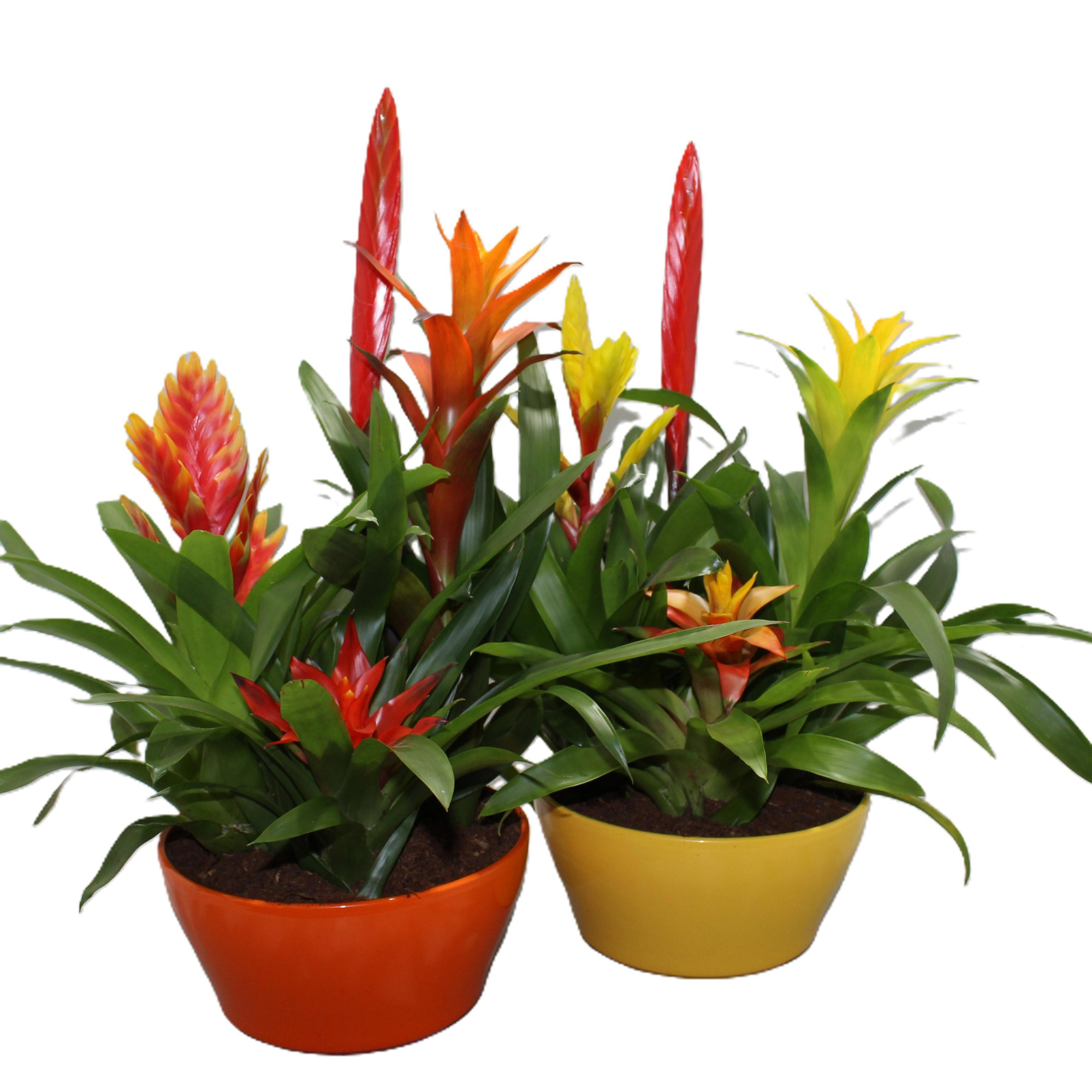 Bromelia Coupe Exotic 23CM Classic, D 23