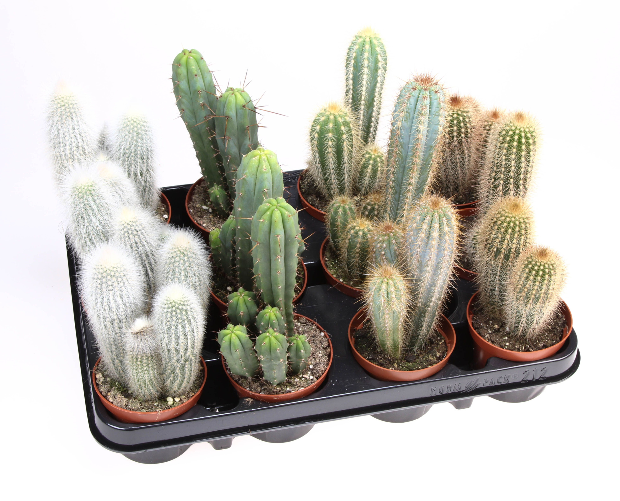 Cactus zuil mix, D 8,5