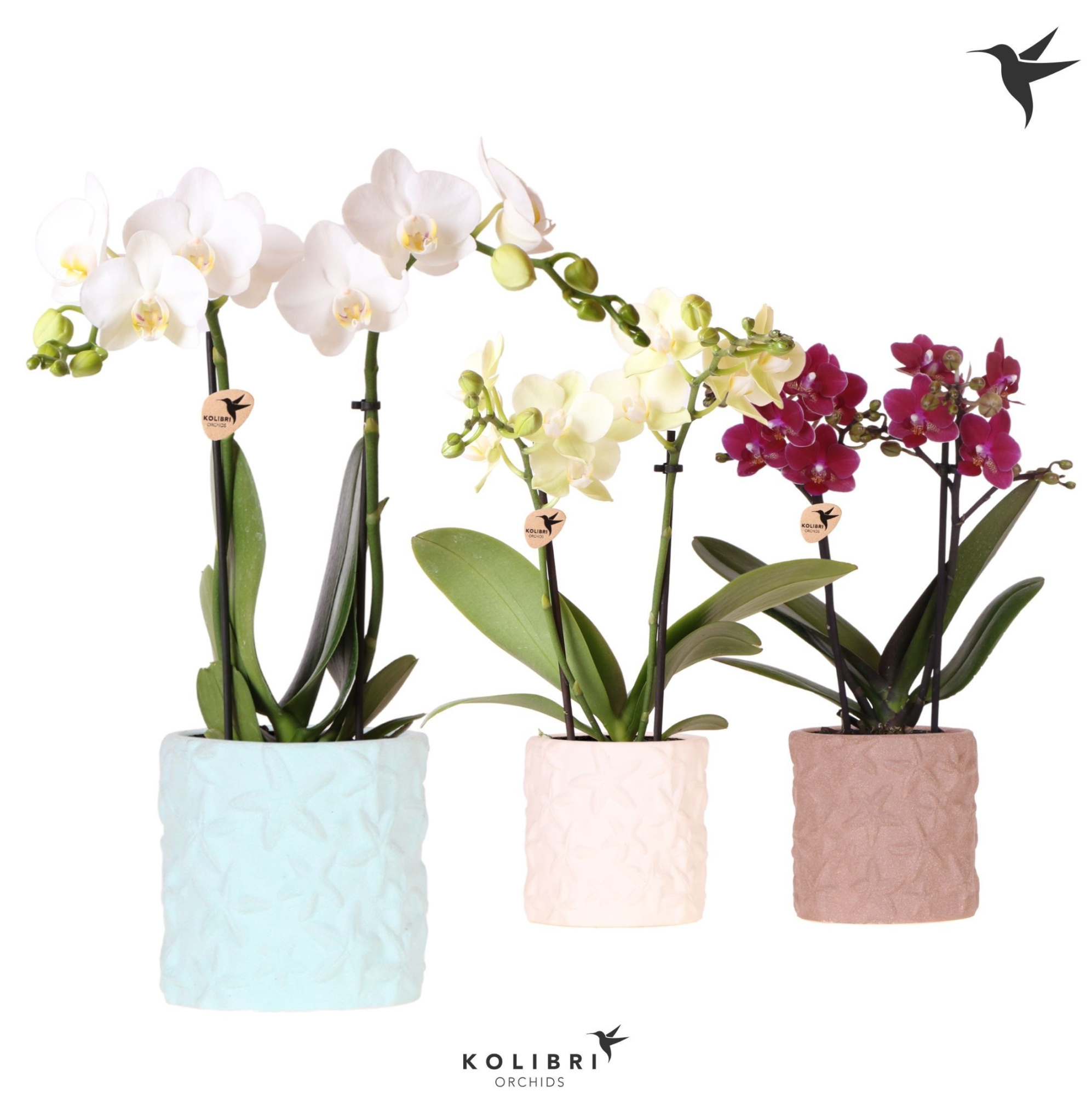 Kolibri Orchids Phalaenopsis mix 2 spike in Star Fish pot mix, D 9