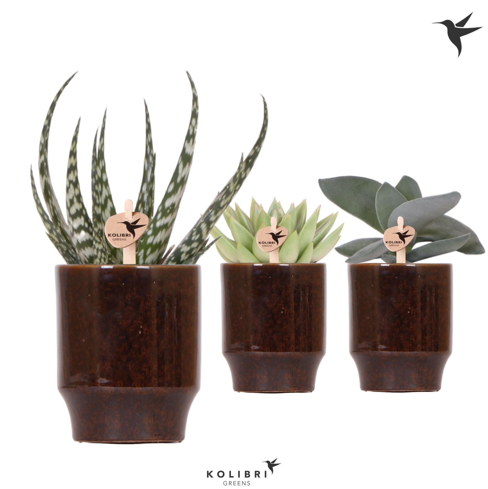 Kolibri Greens Succulenten mix in Classy pot brown, D 9