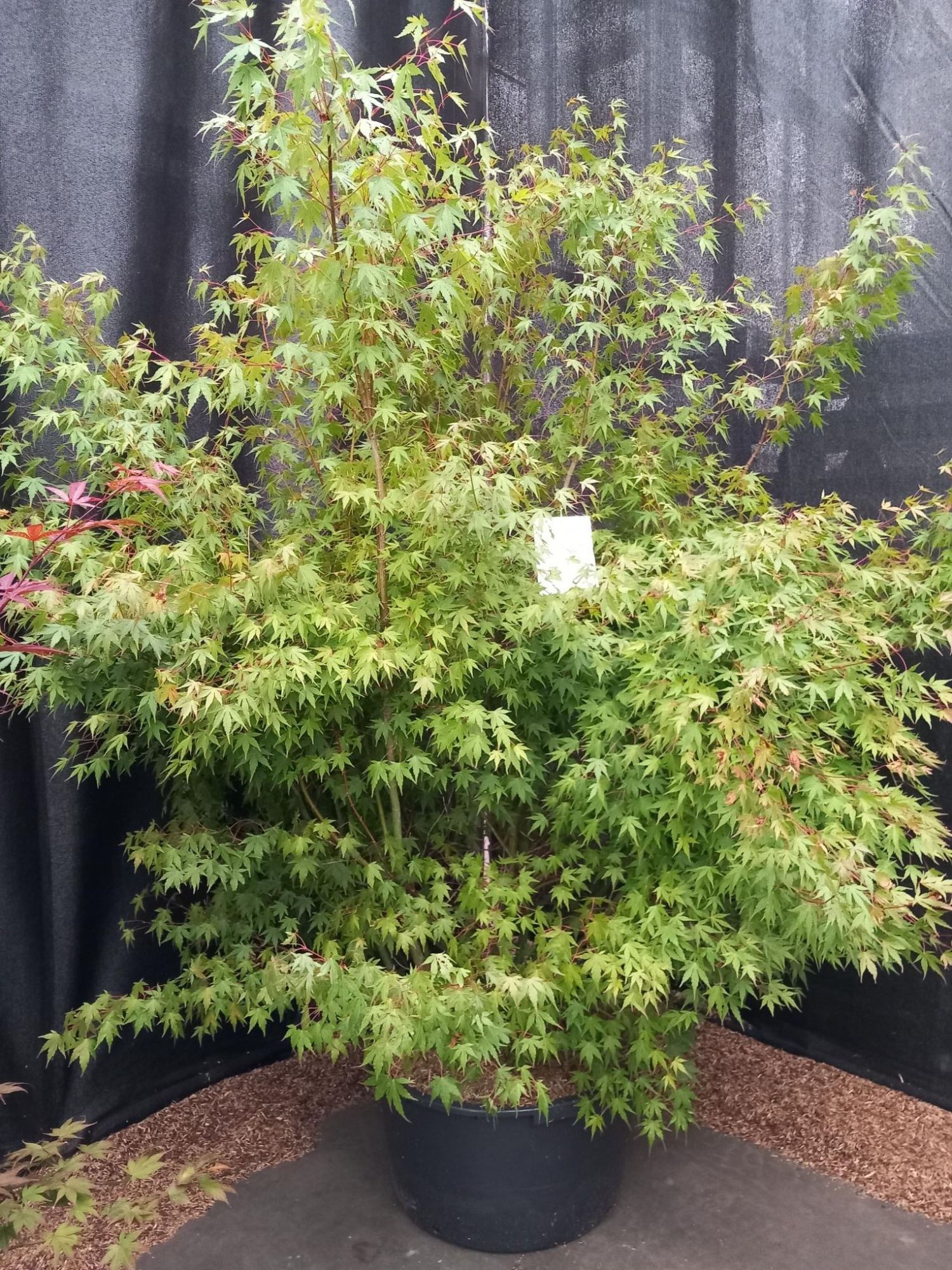 Acer palmatum, D 130