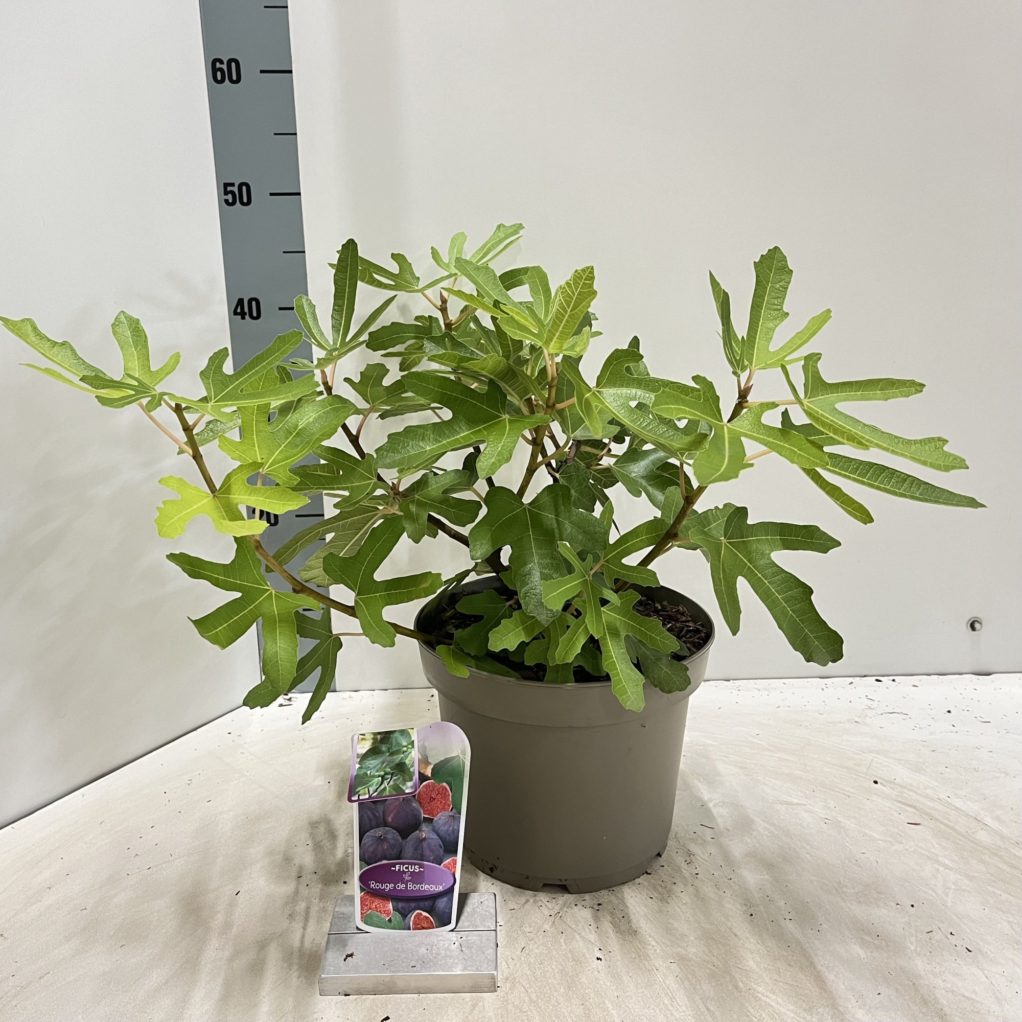 Ficus carica 'Rouge de Bordeaux', D 23