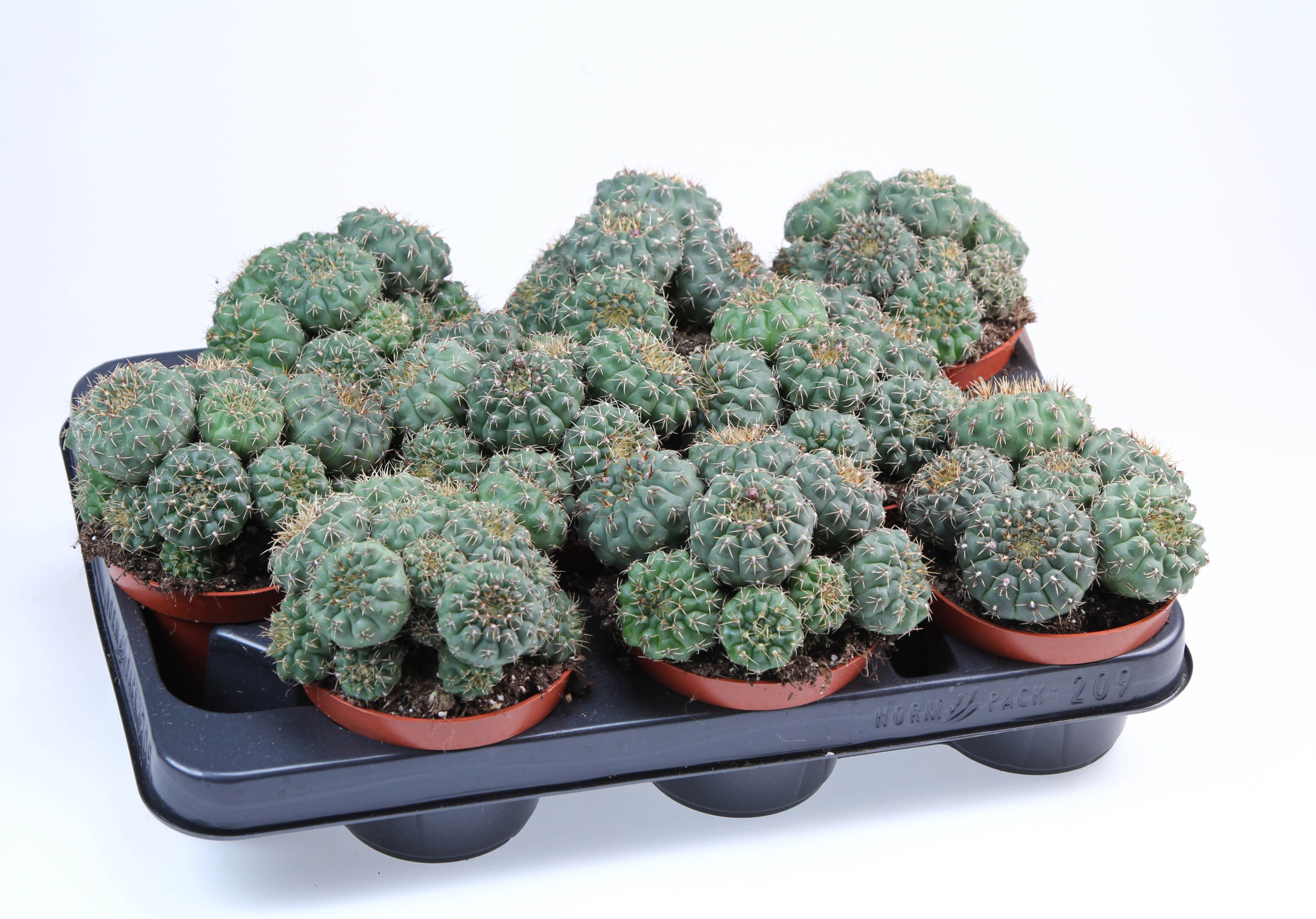 Gymnocalycium quehlianum, D 10,5