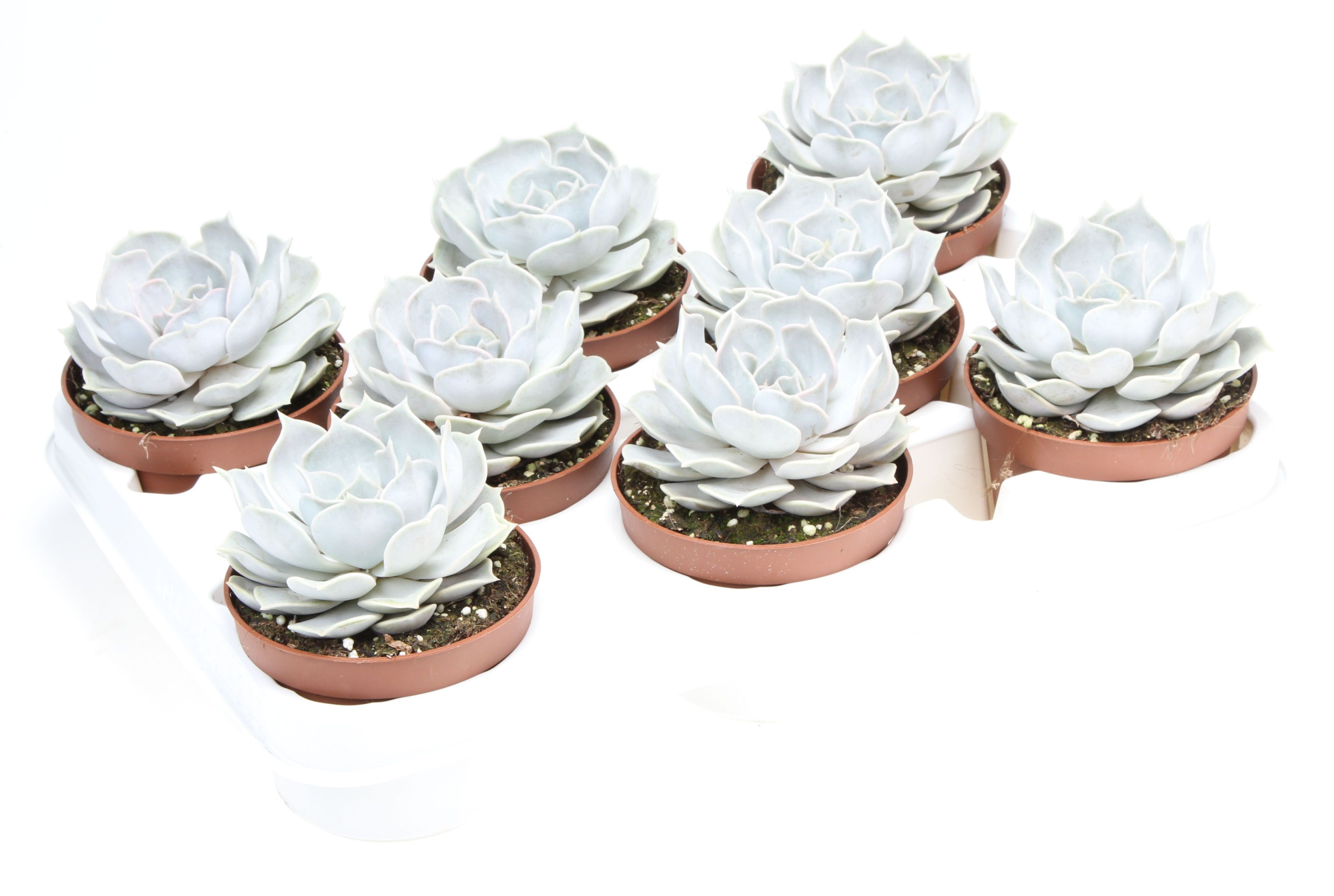 Echeveria lilacina, D 10,5