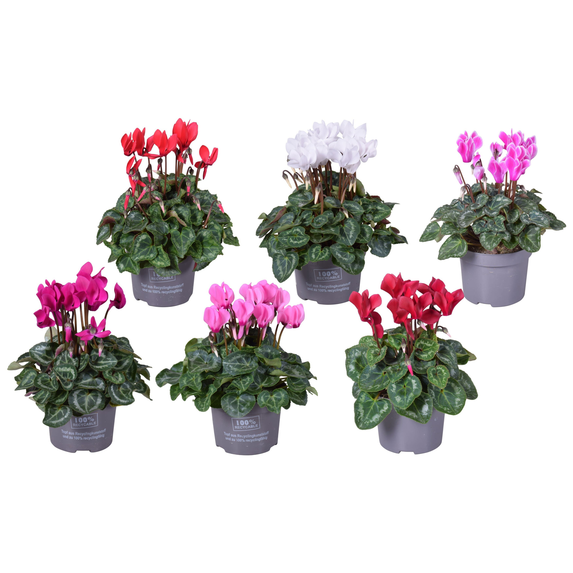 Cyclaam mini gemengd, D 10,5