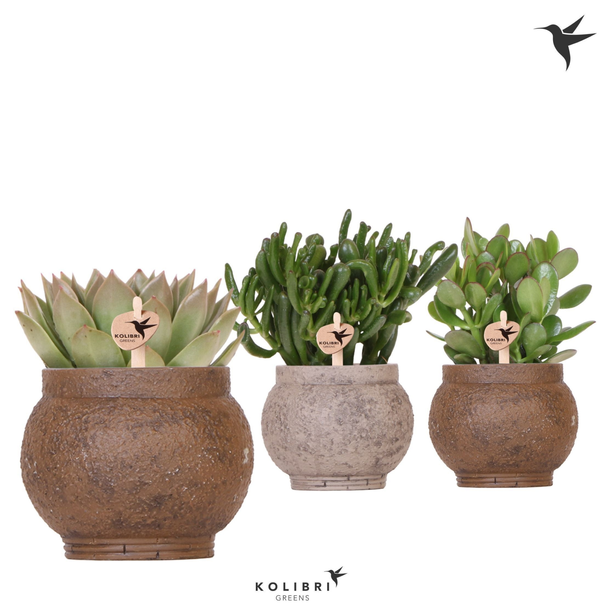 Kolibri Greens Succulenten mix in Ancient pot brown mix, D 12