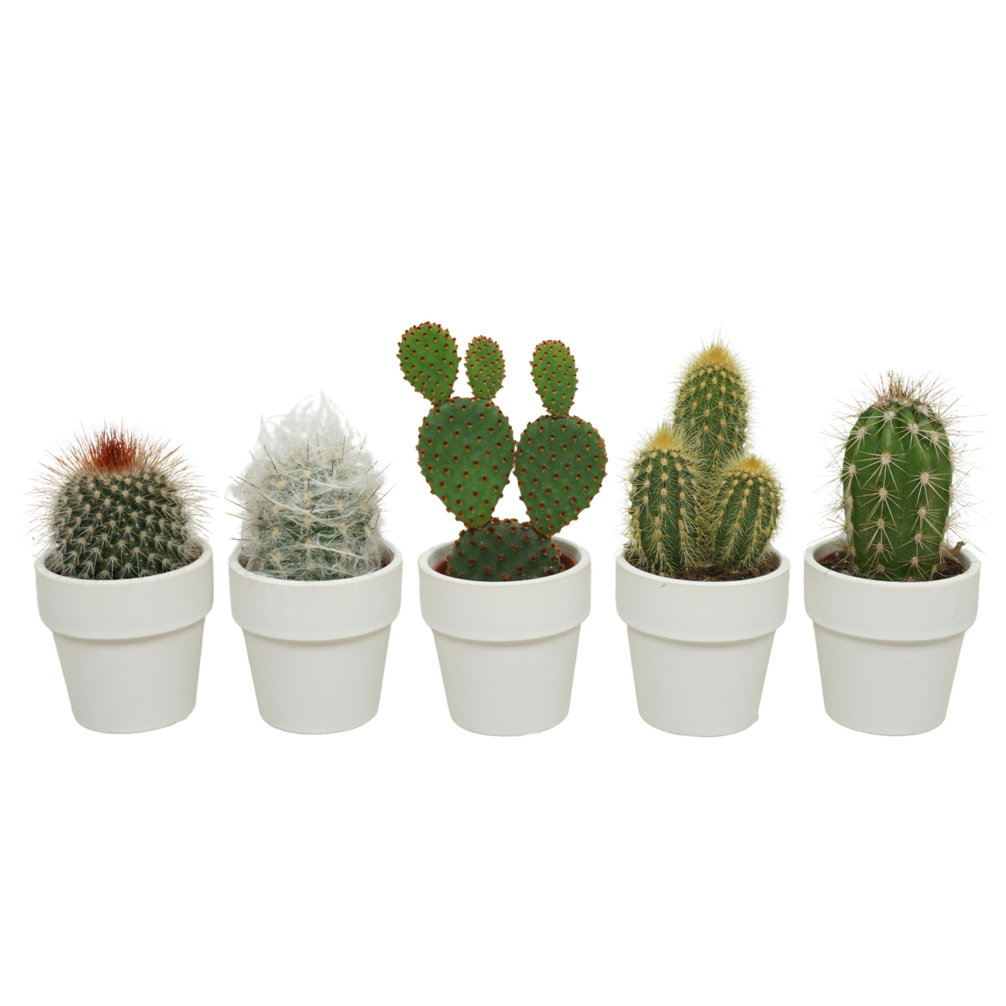 Cactus mix in 6 cm 'Wit Kraagpotje', D 5,5