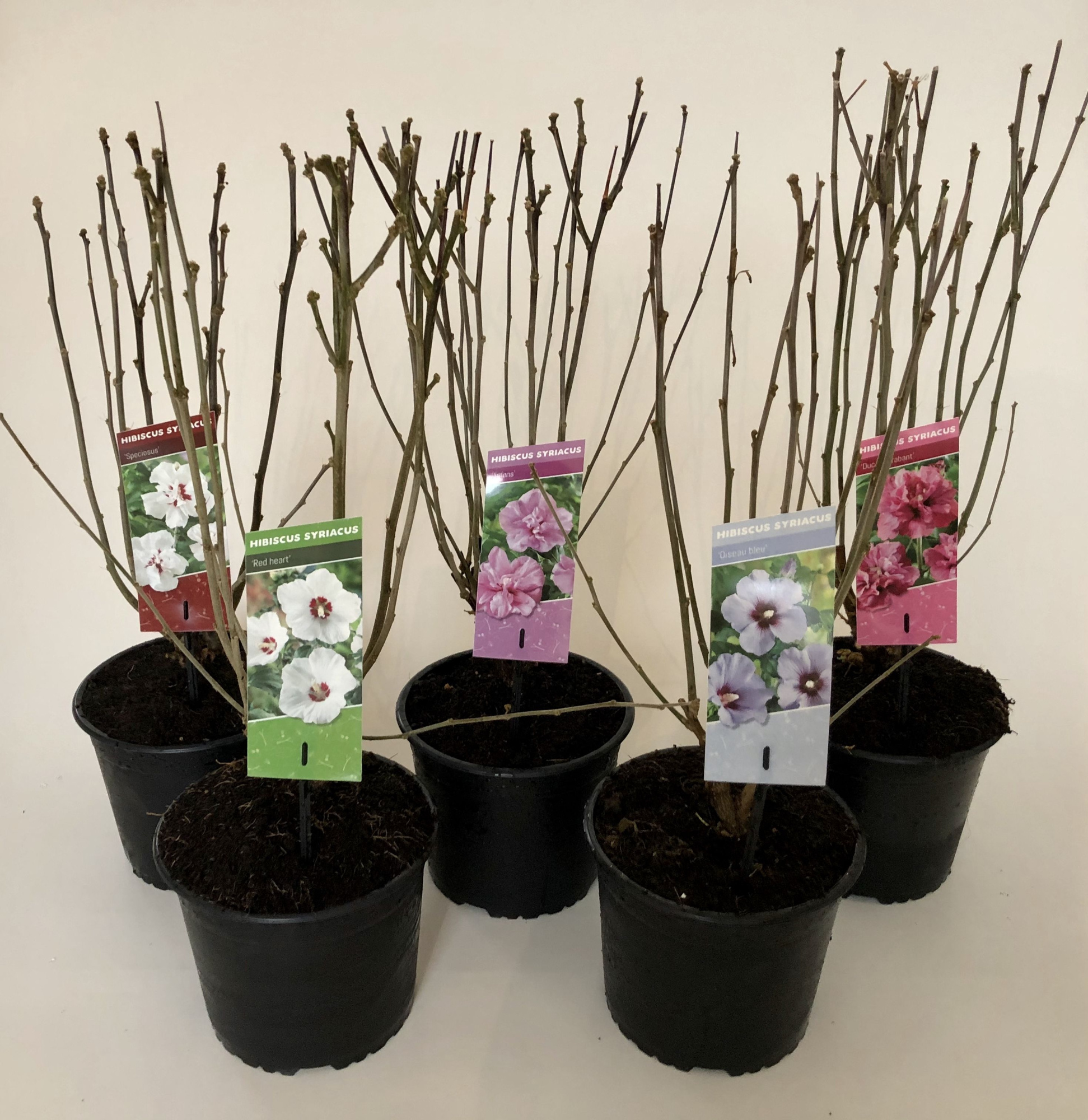 Hibiscus syriacus mix (minimum order one layer), D 19