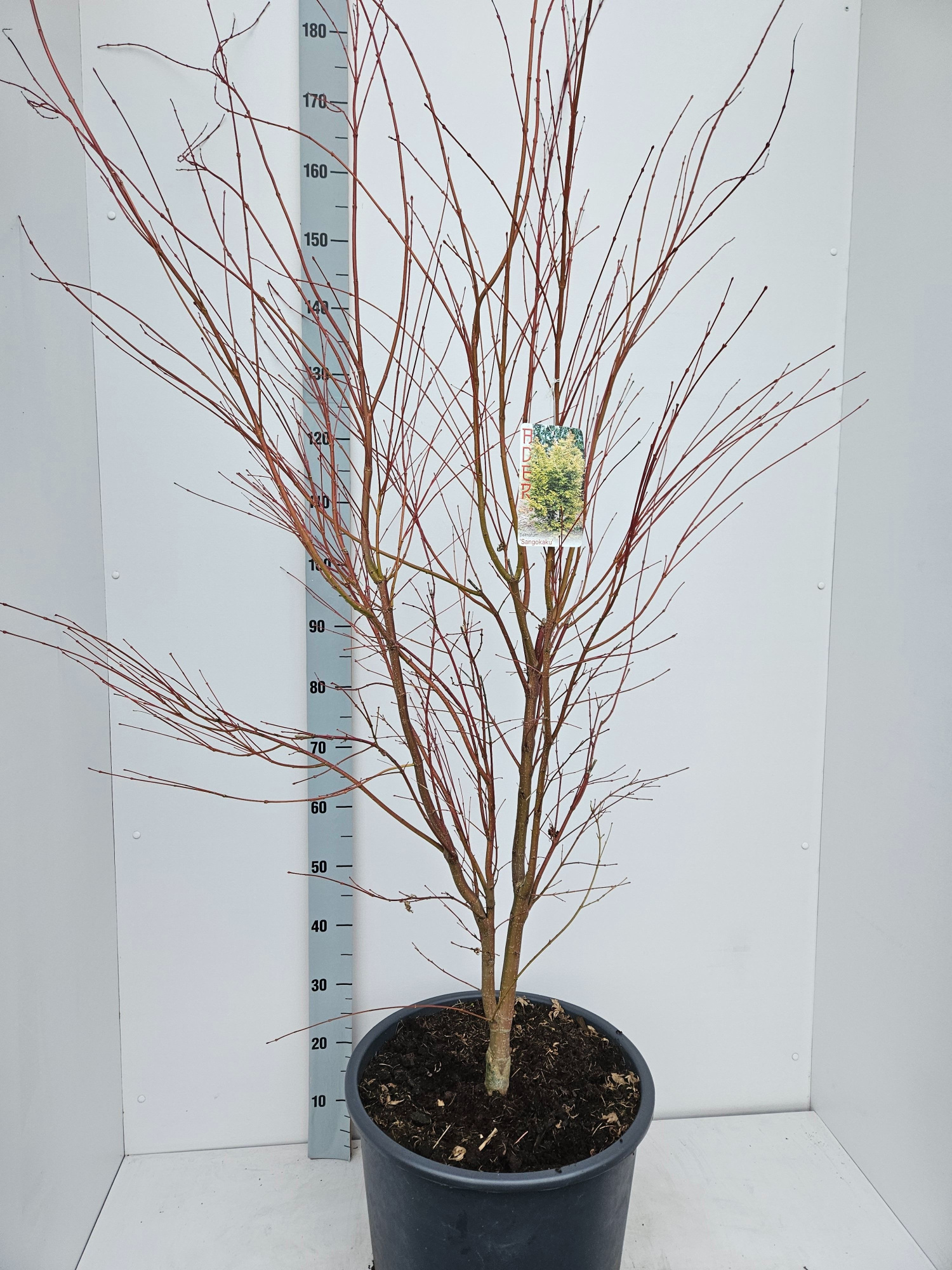Acer palmatum 'Sangokaku', D 43