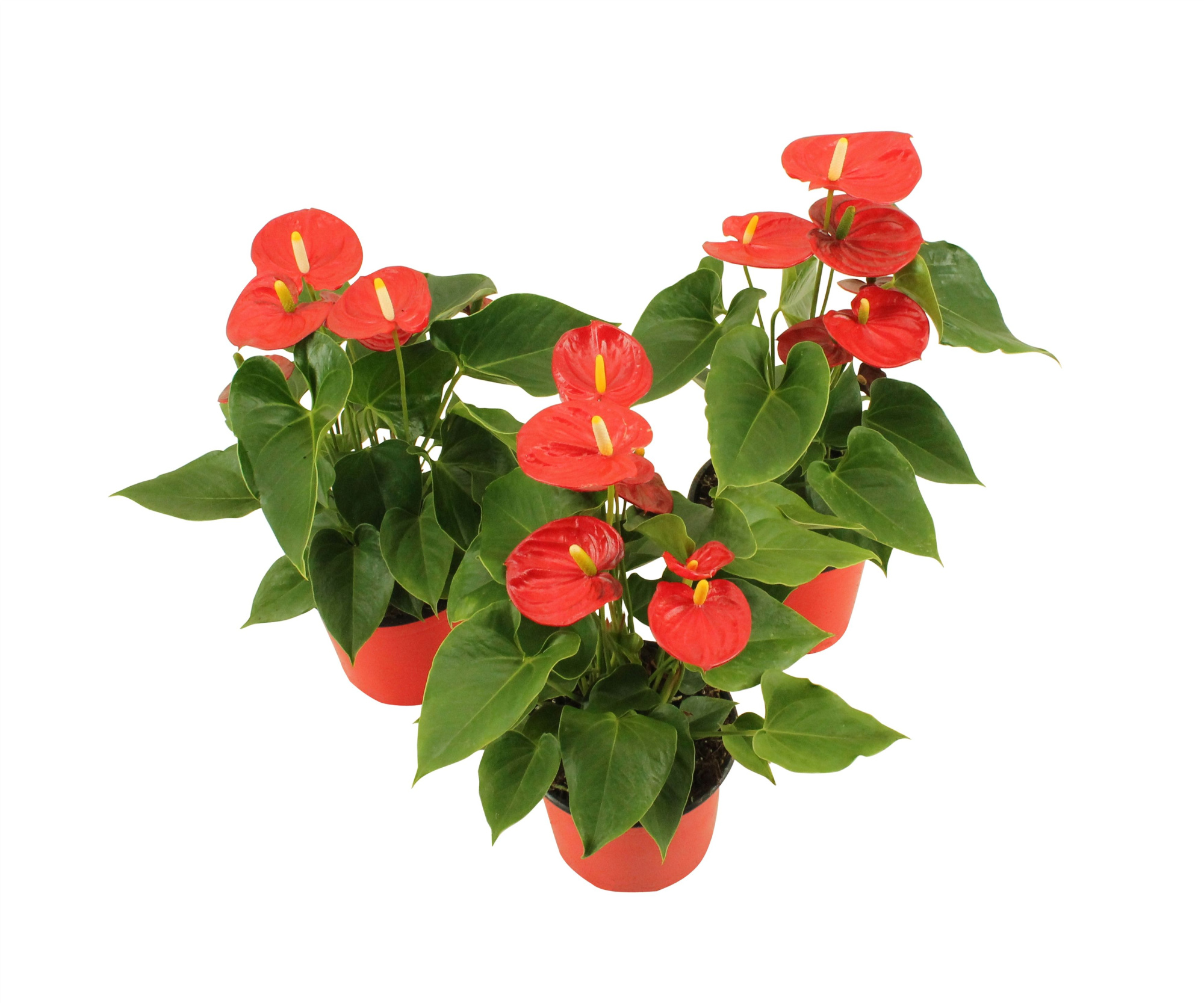 Anthurium XL.41 Pura Jasja 14cm, D 14