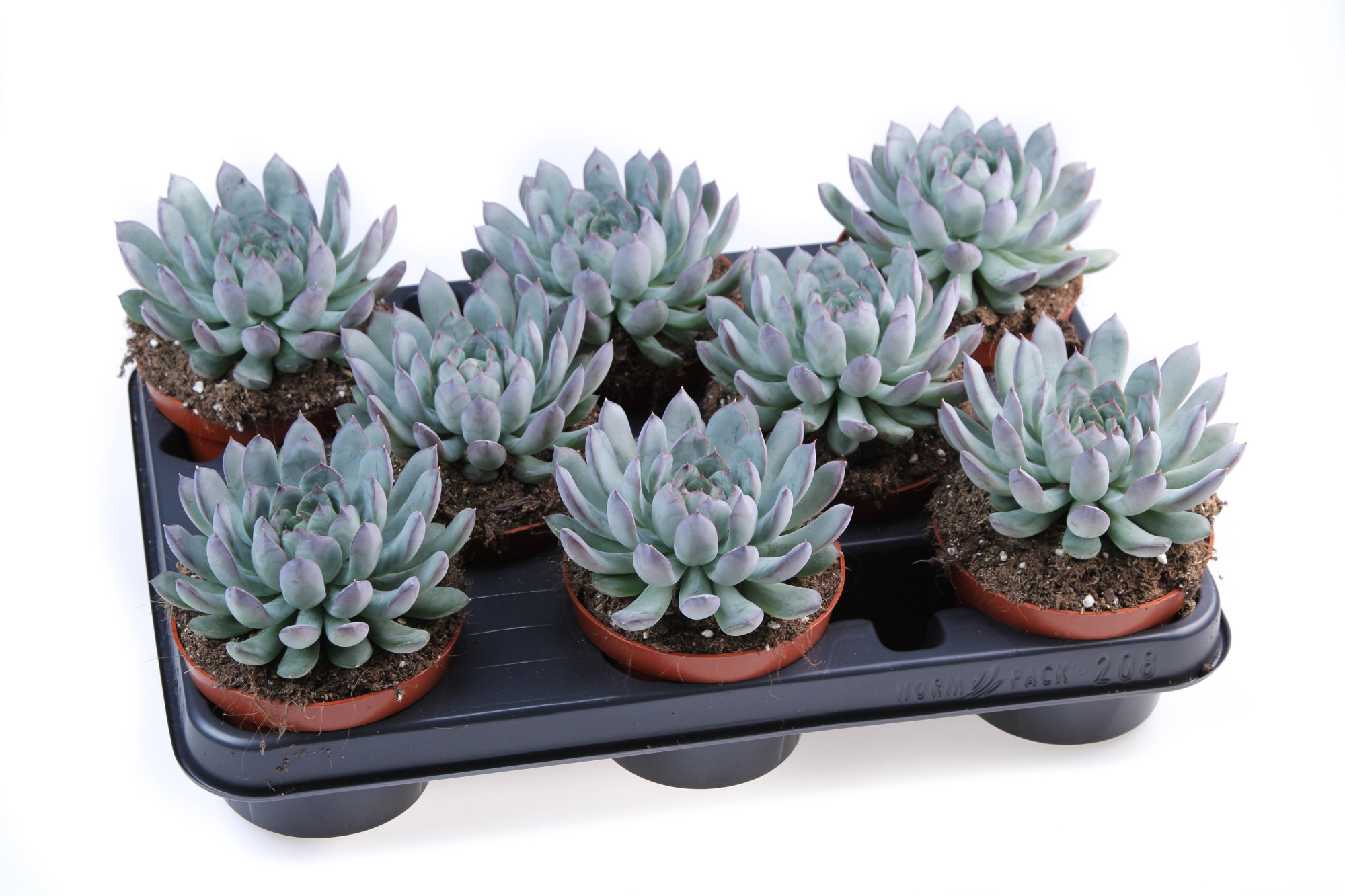 Echeveria pulidonis, D 10,5