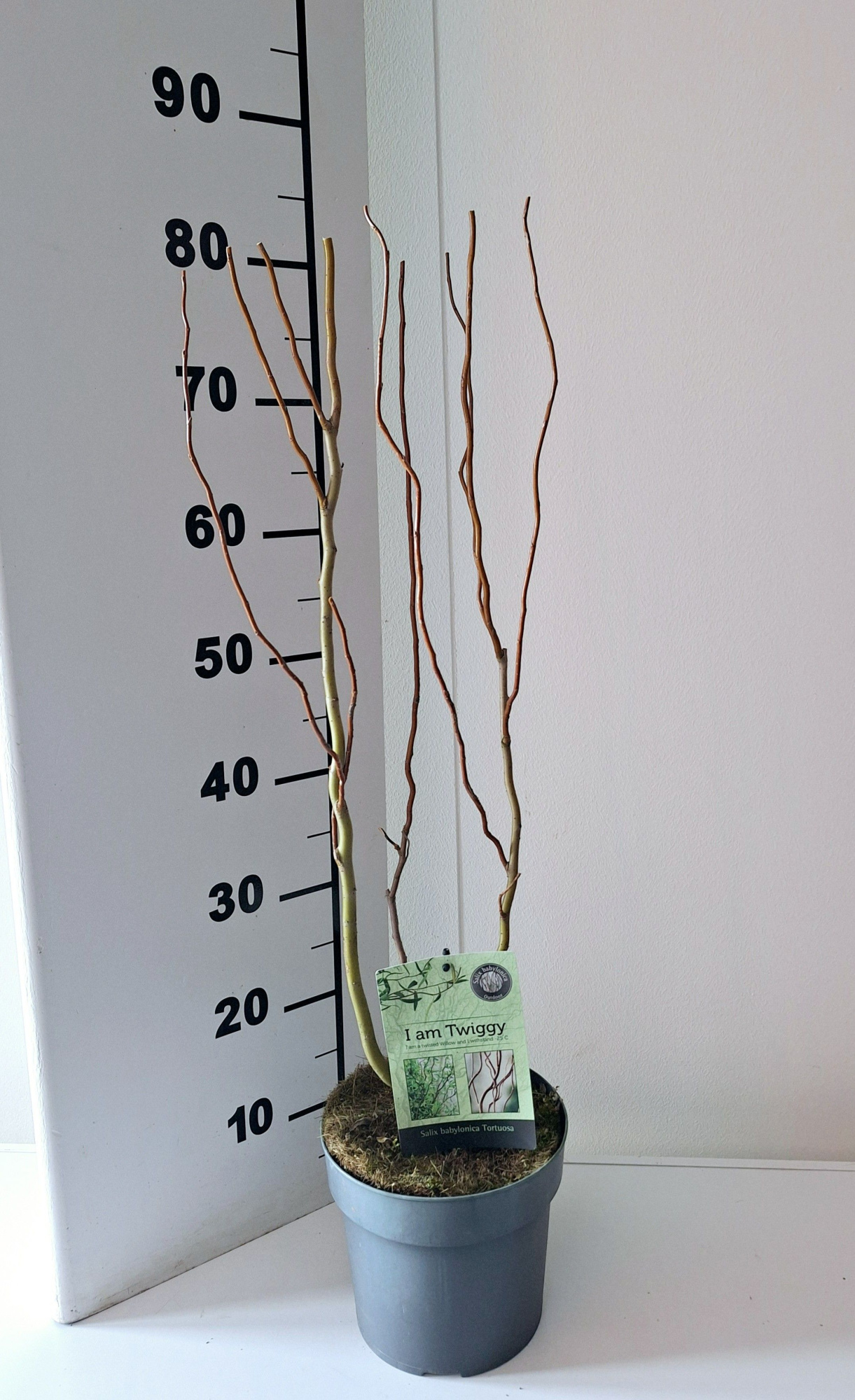 Salix Babylonica Tortuosa bush 19, D 19