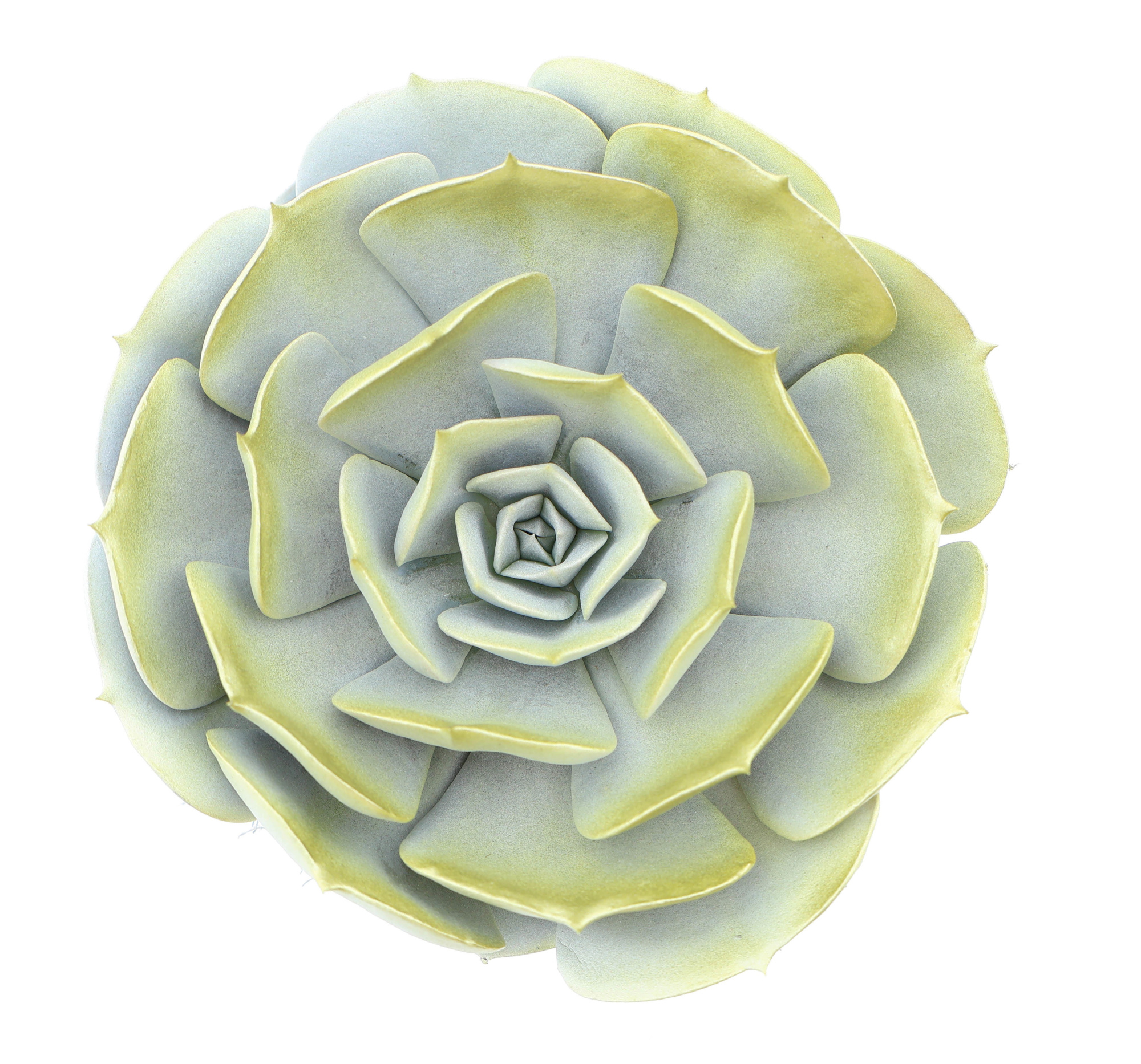 Pollux white + gold tips, D 10,5