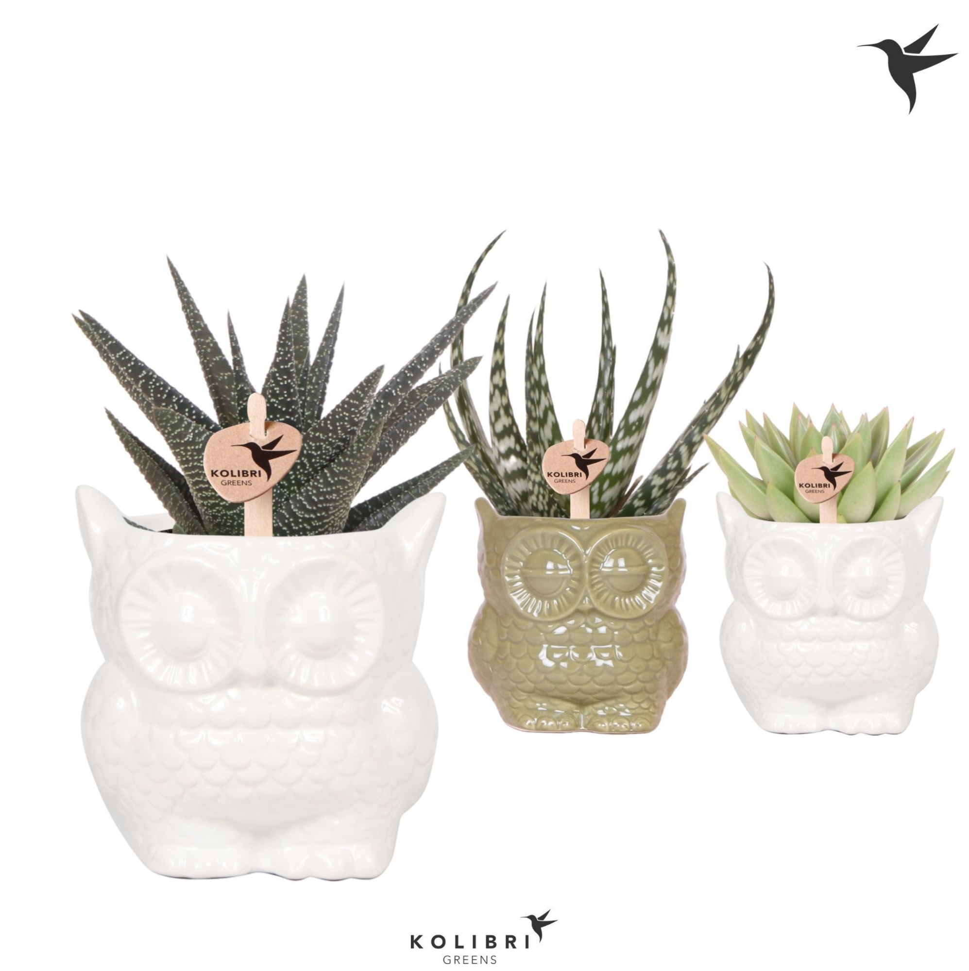 Kolibri Greens Succulenten mix in Owl pot mix, D 9