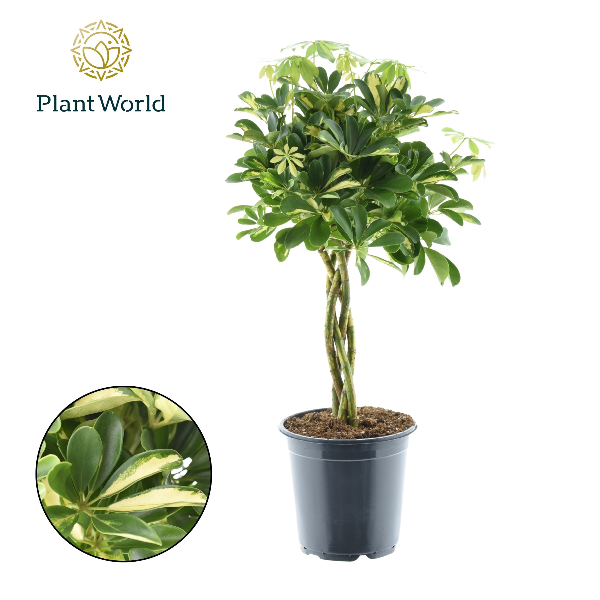 Schefflera Gold Capella gevlochten stam, D 21