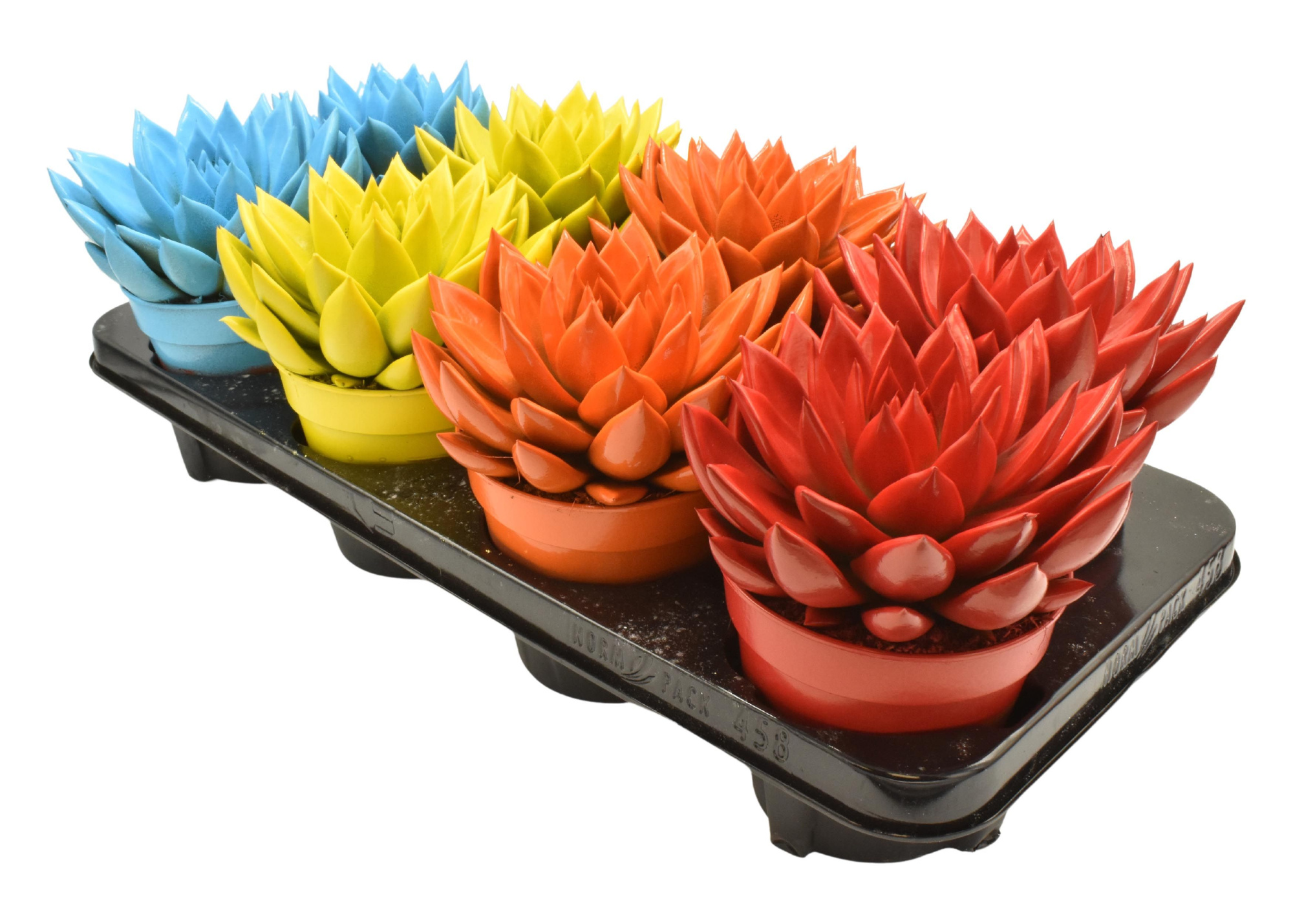 Miranda coloured mix, D 12