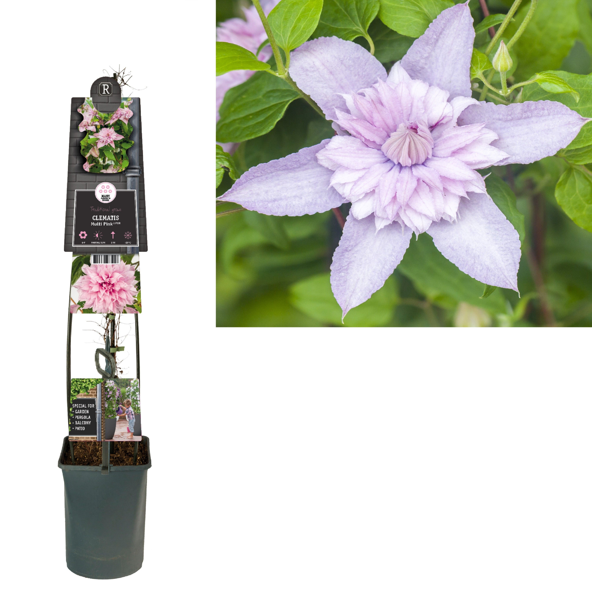 Clematis Multi Pink® PBR +3.0 label, D 23