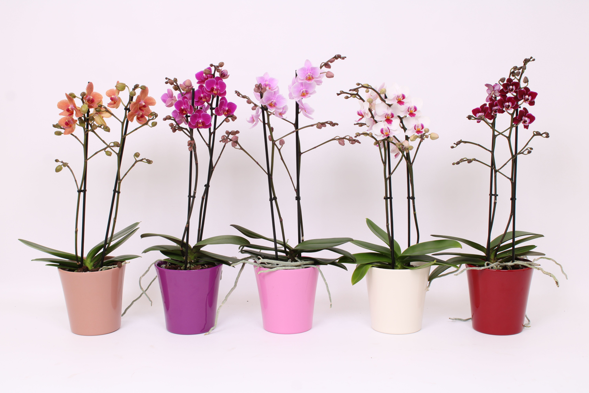 Phal. Multi 2-tak mix in Maria mix keramiek, D 12