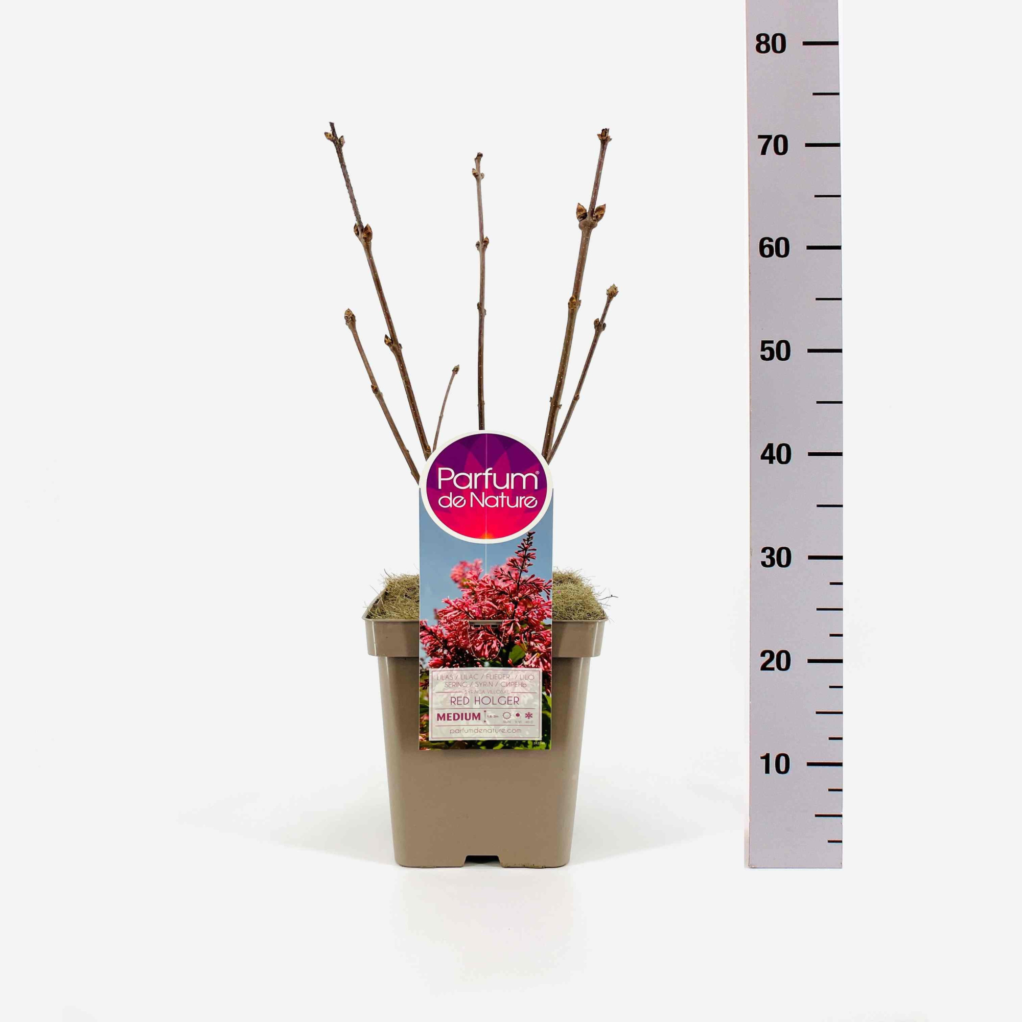 Syringa (V) Red Holger, C5, D 23