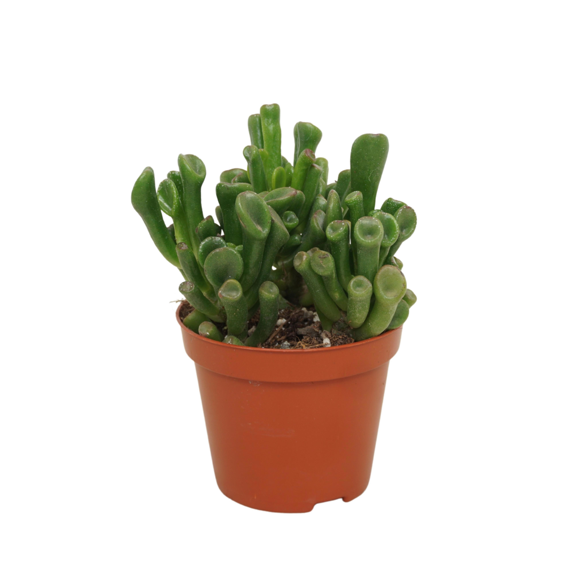 Crassula trompet 8,5 cm, D 8,5