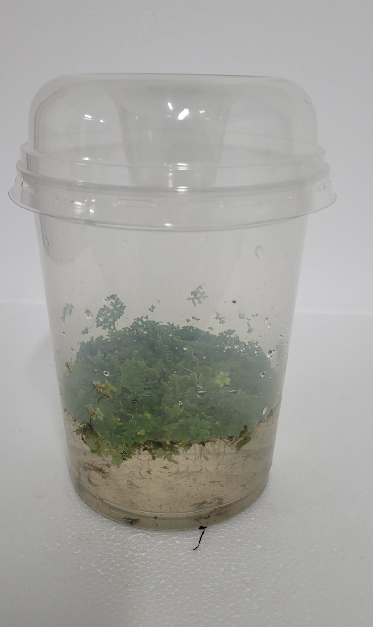 490-Azolla met Deksel, D 12