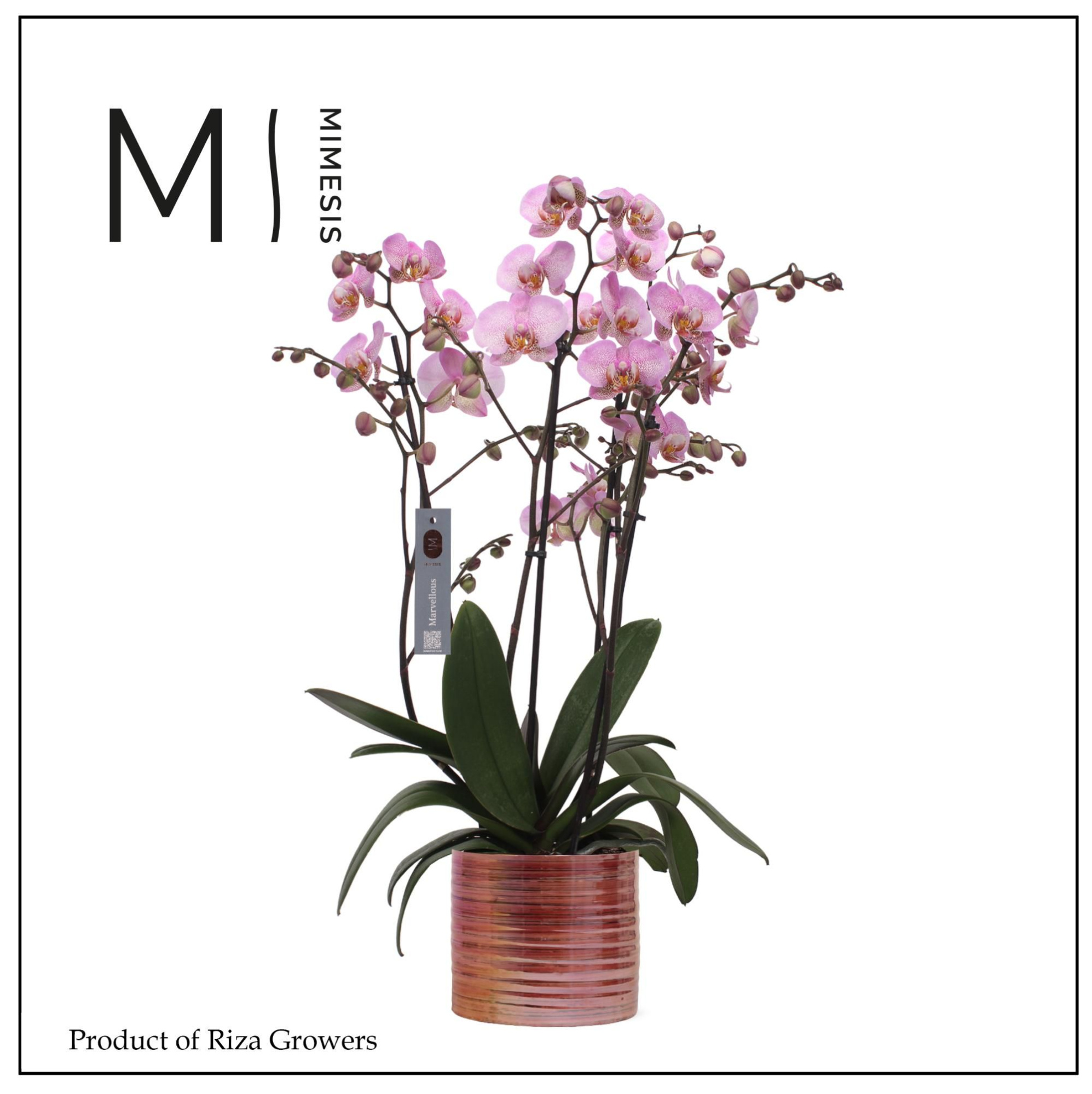 Phalaenopsis Marvellous Pink Special 50+ – 17cm in Didi Pearl Pink | Mimesis, D 17