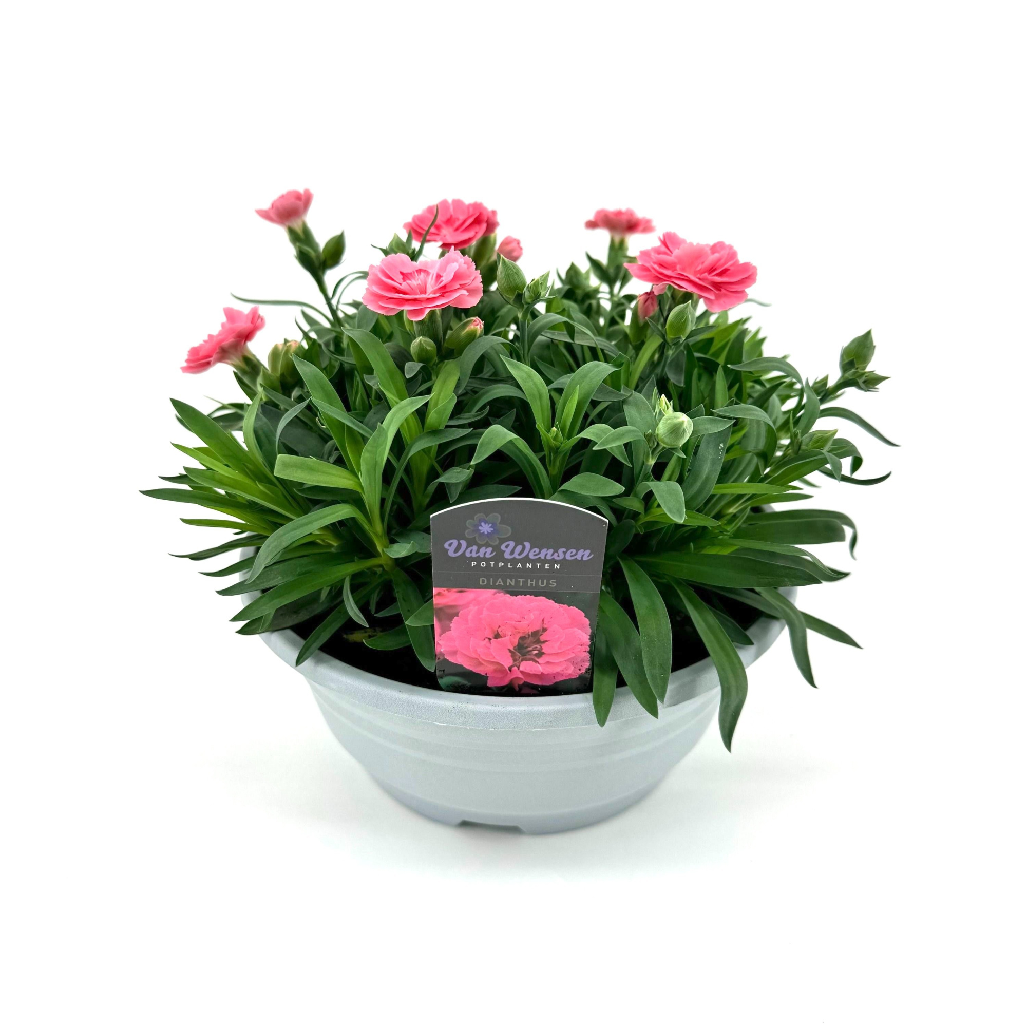 Dianthus 'Oscar' Pink, D 21