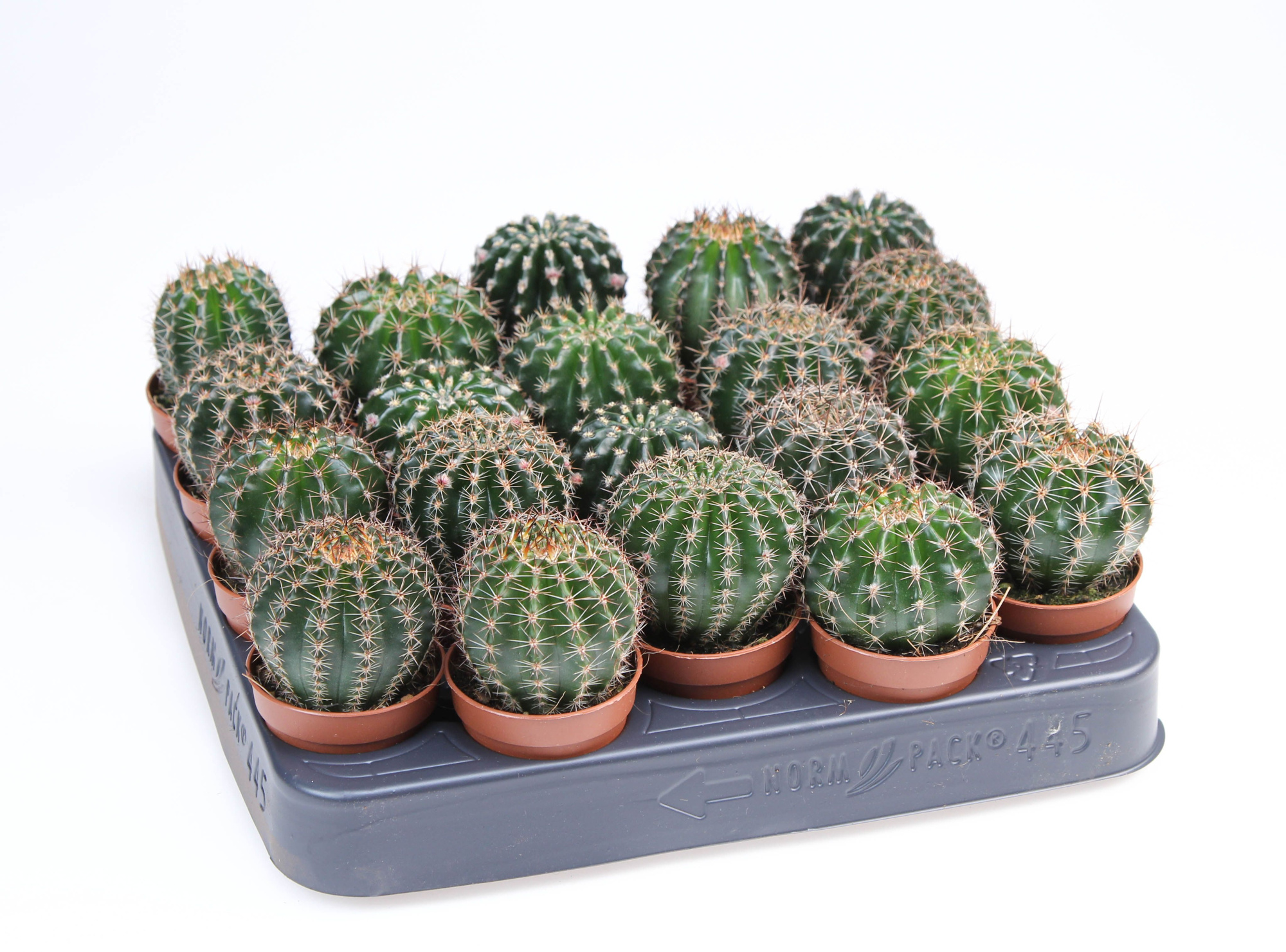 Echinopsis eyriesii, D 5,5